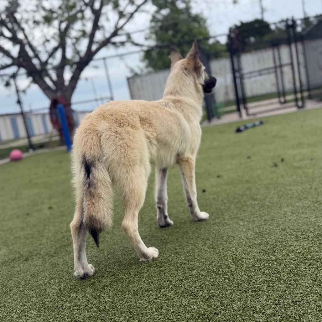 Enlarge Buffy, a Adoptable mixed breed in Bryan, TX image 1/5