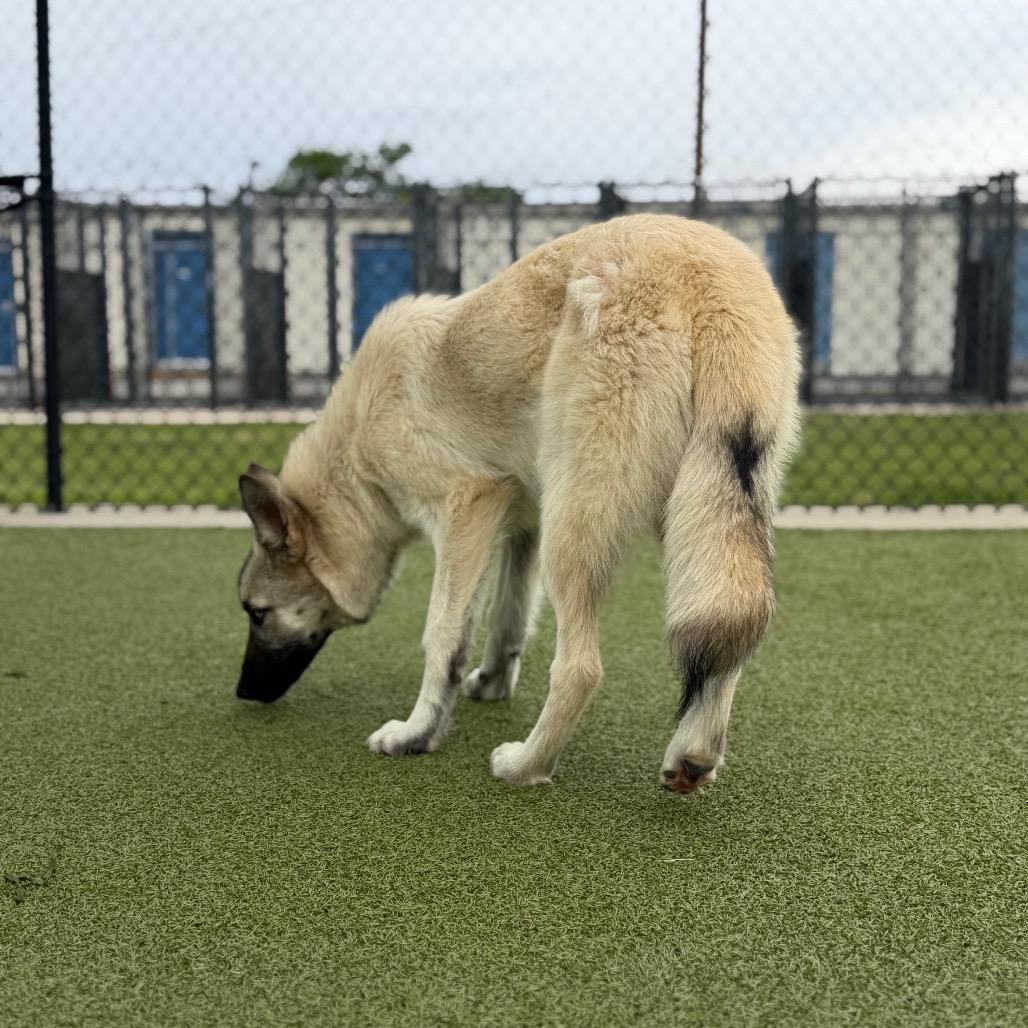 Enlarge Buffy, a Adoptable mixed breed in Bryan, TX image 2/5