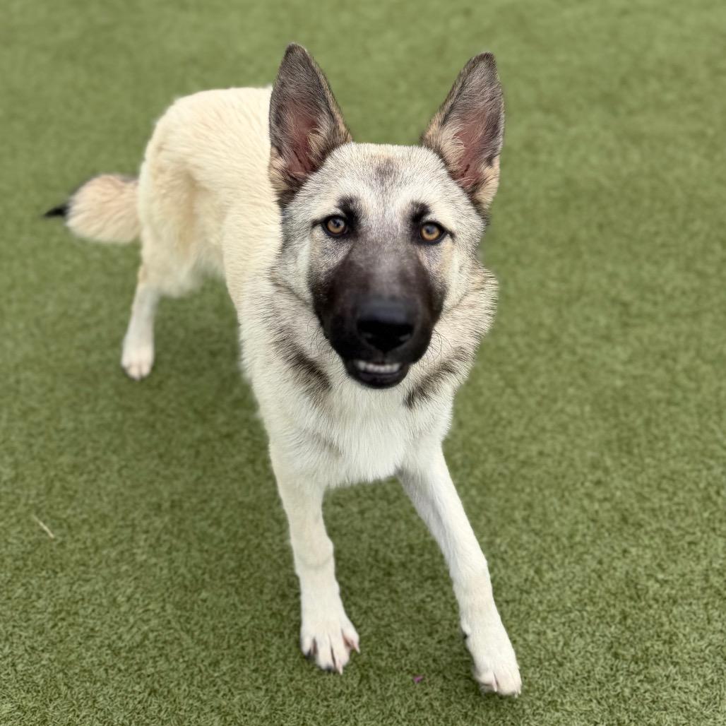 Enlarge Buffy, a Adoptable mixed breed in Bryan, TX image 4/5