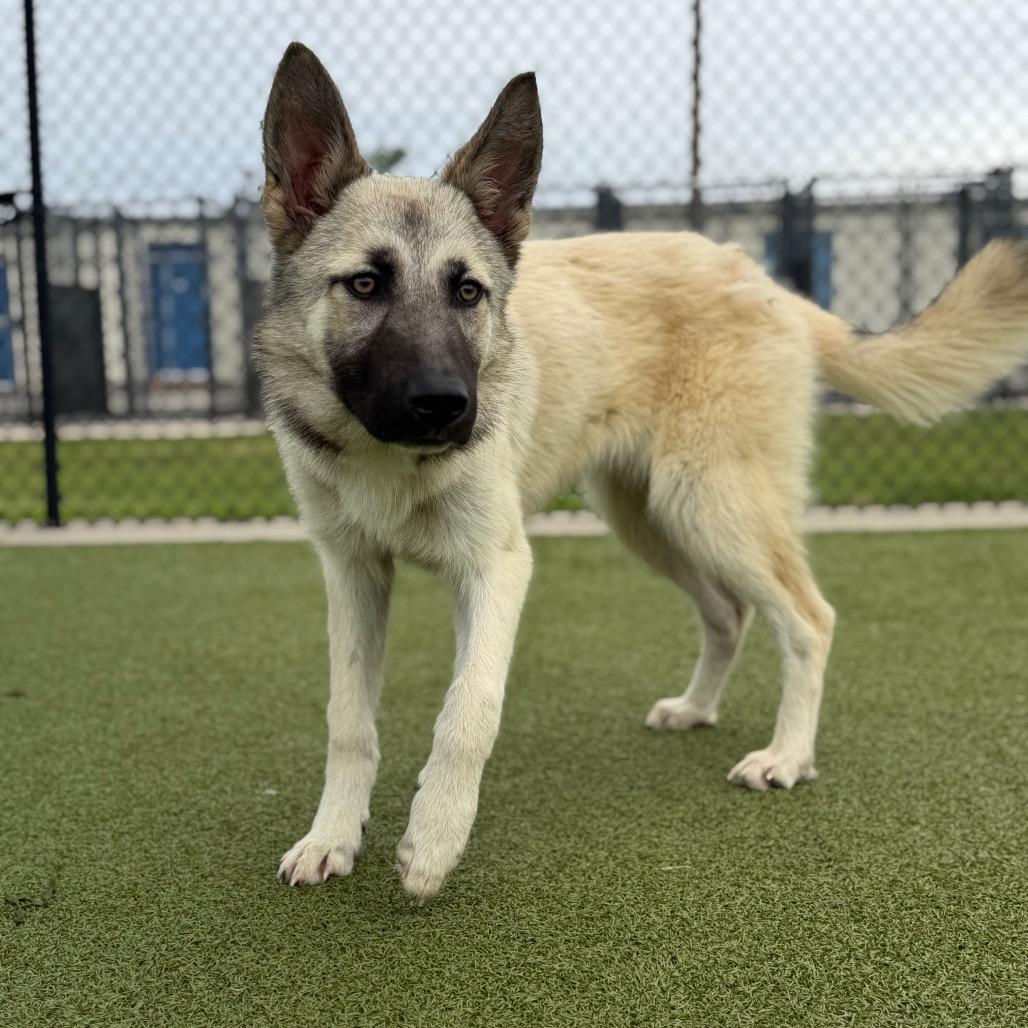 Enlarge Buffy, a Adoptable mixed breed in Bryan, TX image 5/5