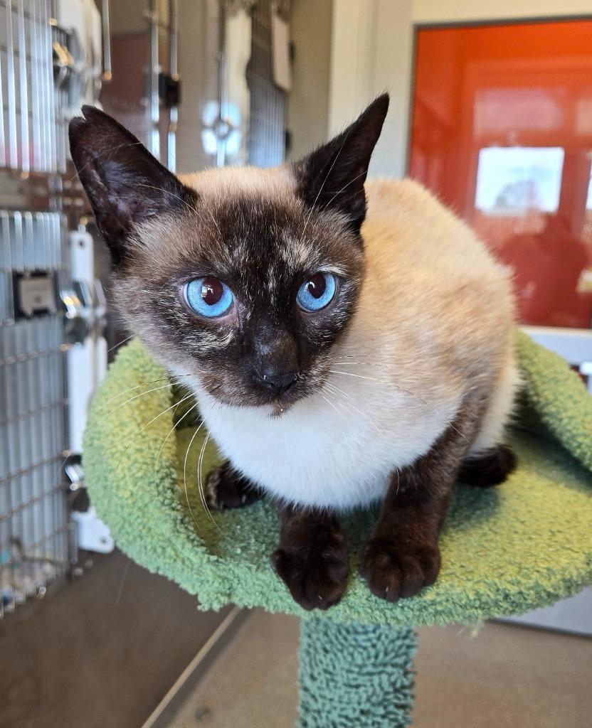 Enlarge Nova, a Adopted Siamese in Sidney, OH image 1/1