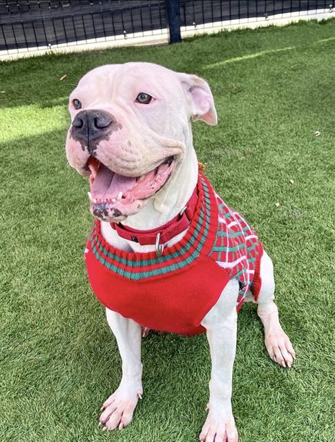 Enlarge DAYLILY, a Adoptable mixed breed in Tustin, CA image 1/1