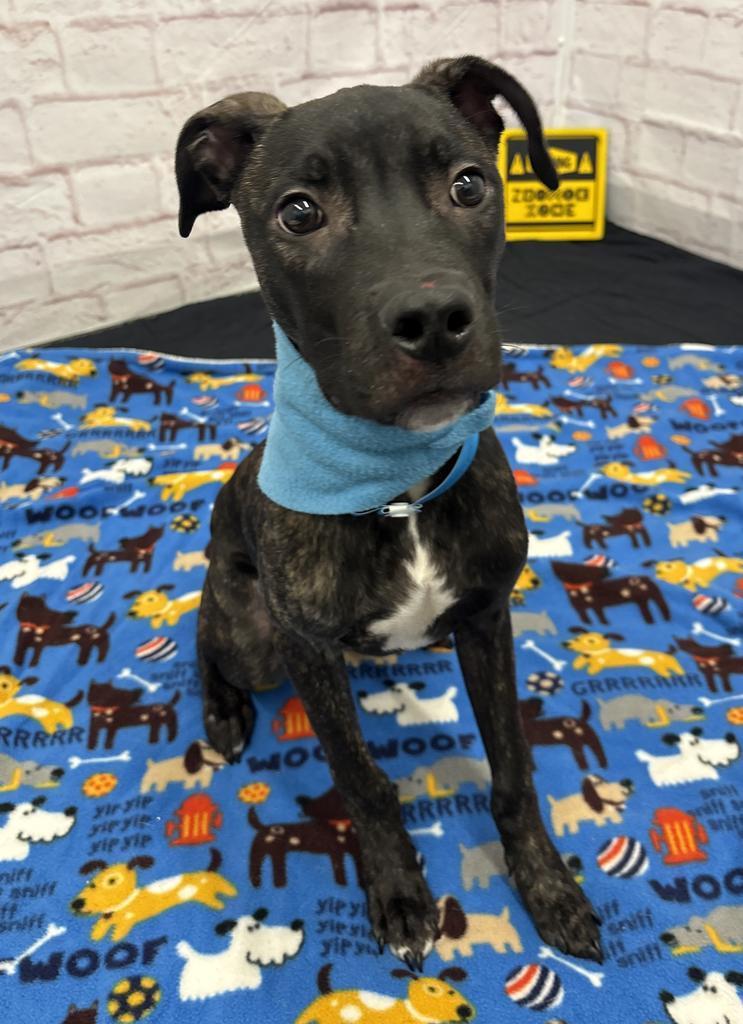 Enlarge Robert Pattinson, a Adoptable mixed breed in Detroit, MI image 1/1