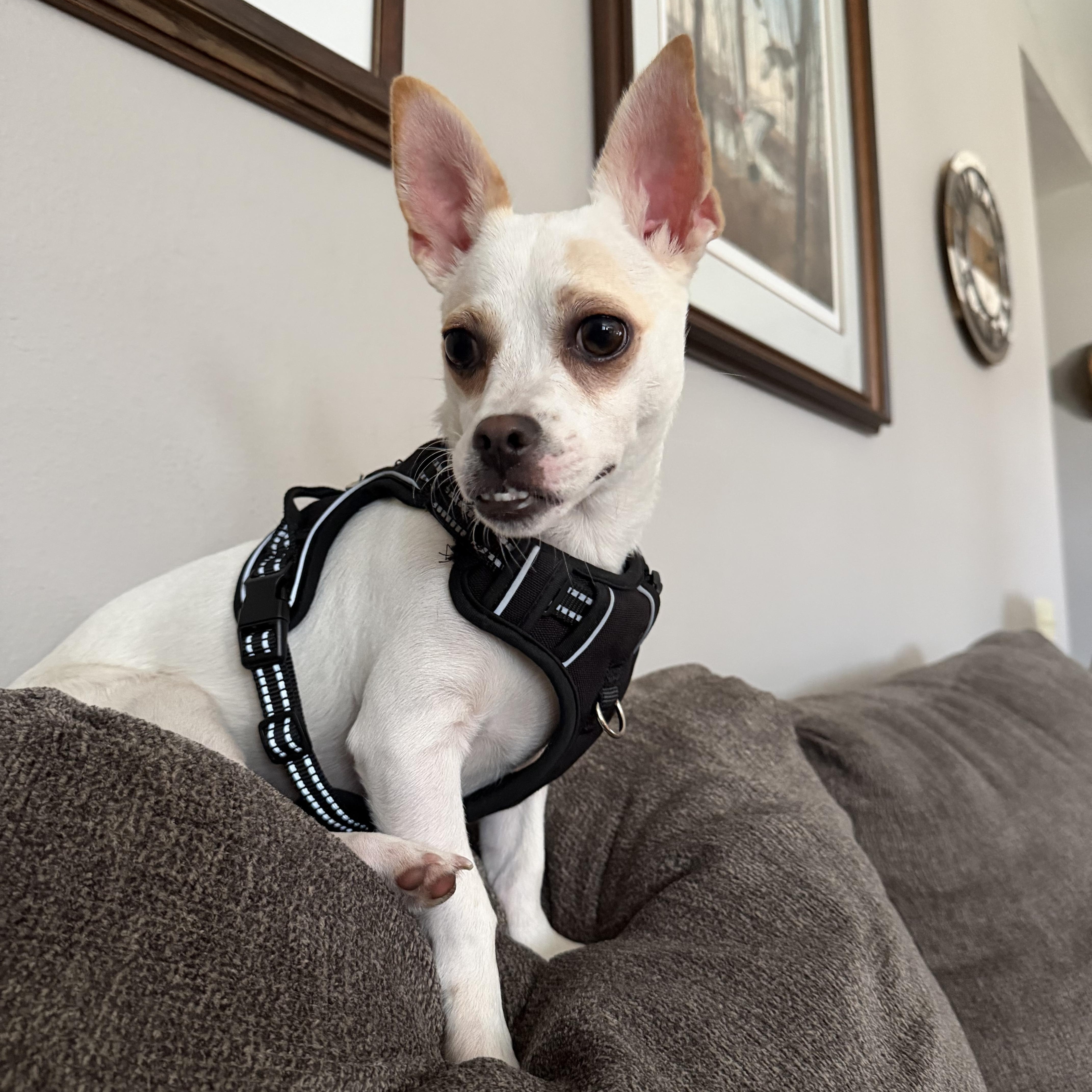 Enlarge Theo, a ADOPTABLE mixed breed in Elkhorn, WI image 3/4