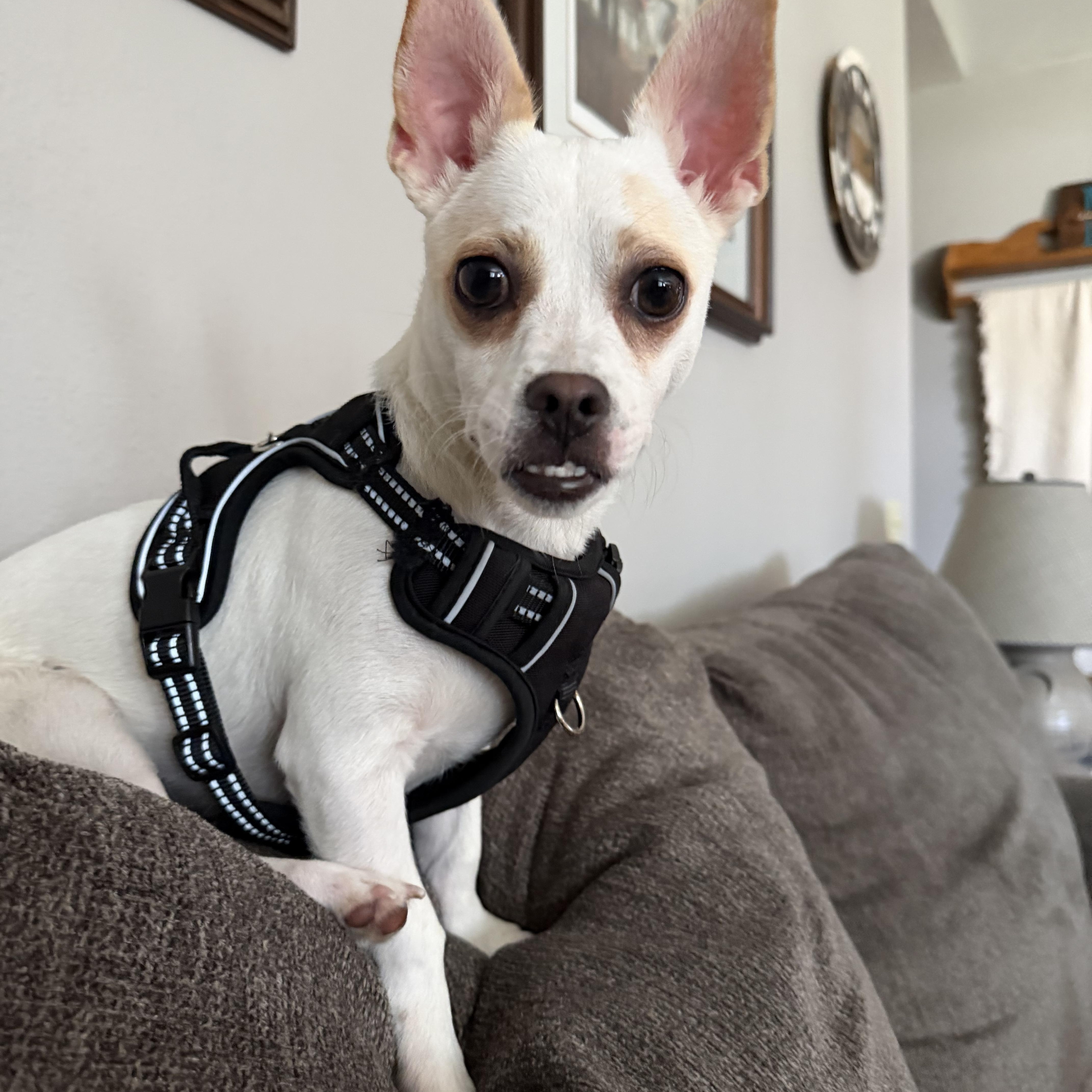 Enlarge Theo, a ADOPTABLE mixed breed in Elkhorn, WI image 1/4
