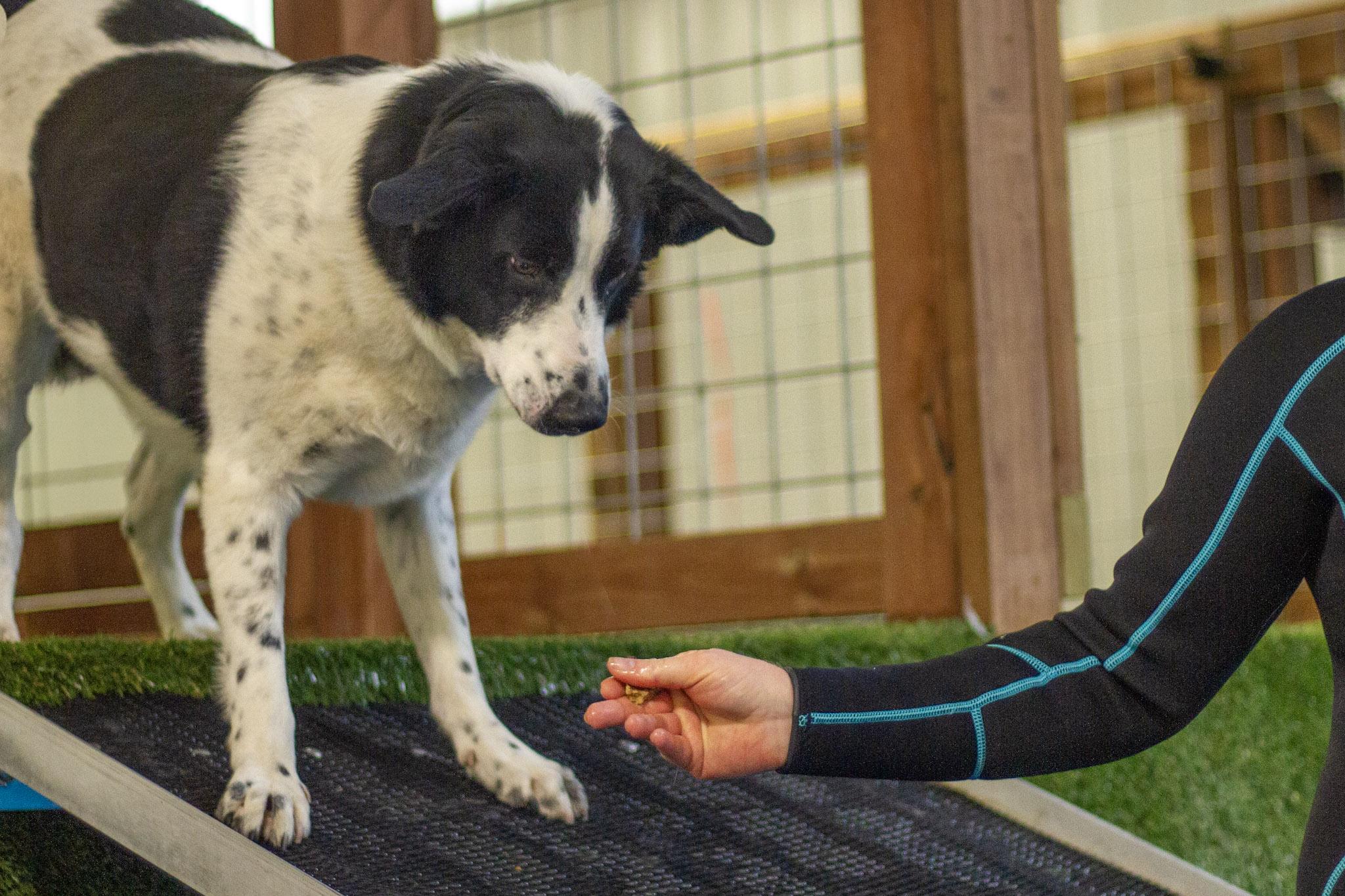 Enlarge Elway - In Foster, a ADOPTABLE mixed breed in Rapid City, SD image 5/5
