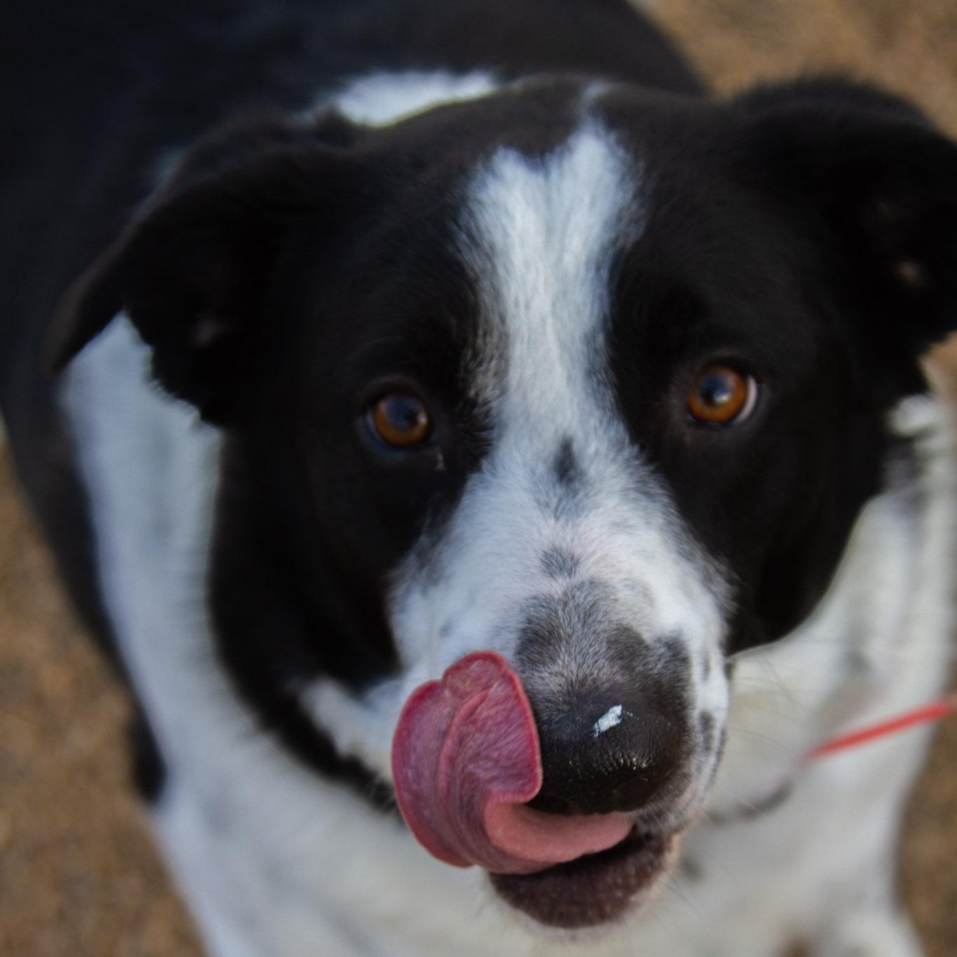 Elway - In Foster, ADOPTABLE, Adult Male Border Collie.
