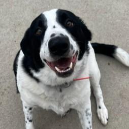 Enlarge Elway - In Foster, a ADOPTABLE mixed breed in Rapid City, SD image 3/5