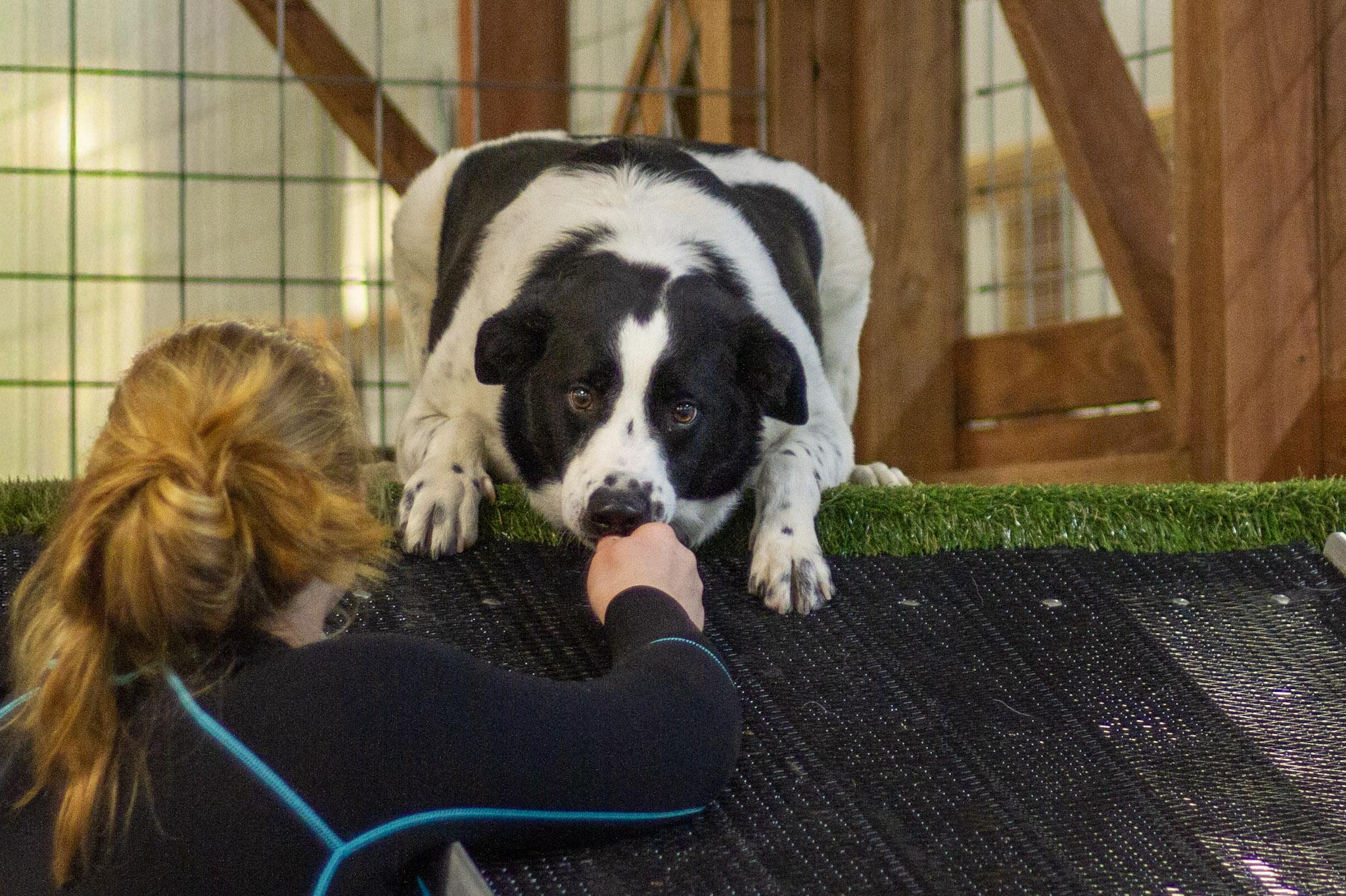 Enlarge Elway - In Foster, a ADOPTABLE mixed breed in Rapid City, SD image 2/5