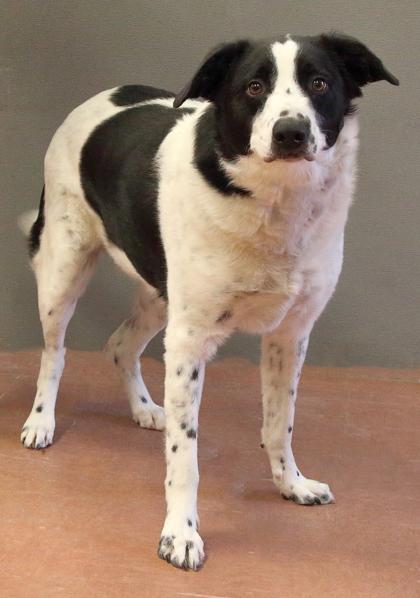 Enlarge Elway - In Foster, a ADOPTABLE mixed breed in Rapid City, SD image 4/5