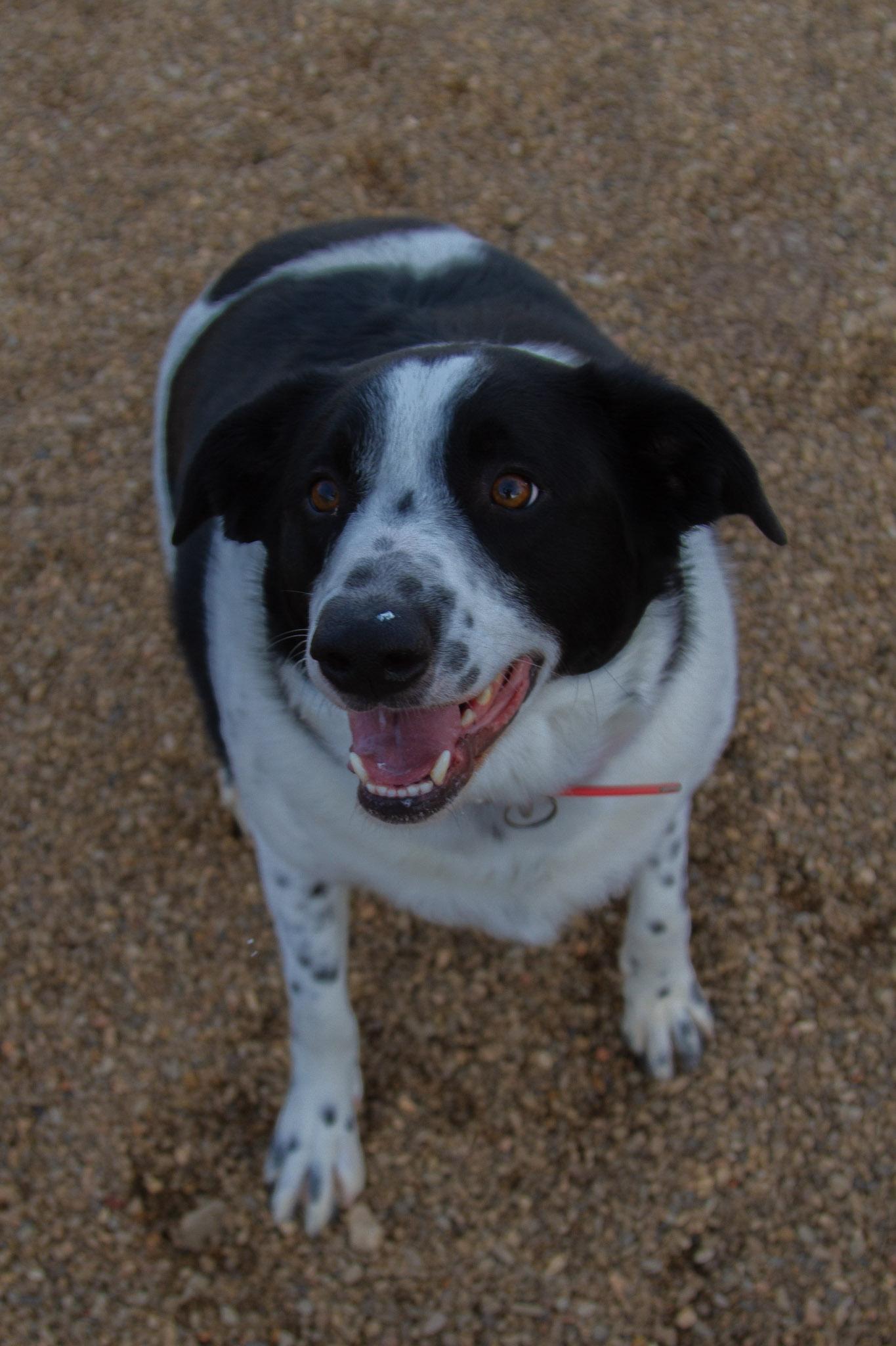 Elway - In Foster — thumbnail 4