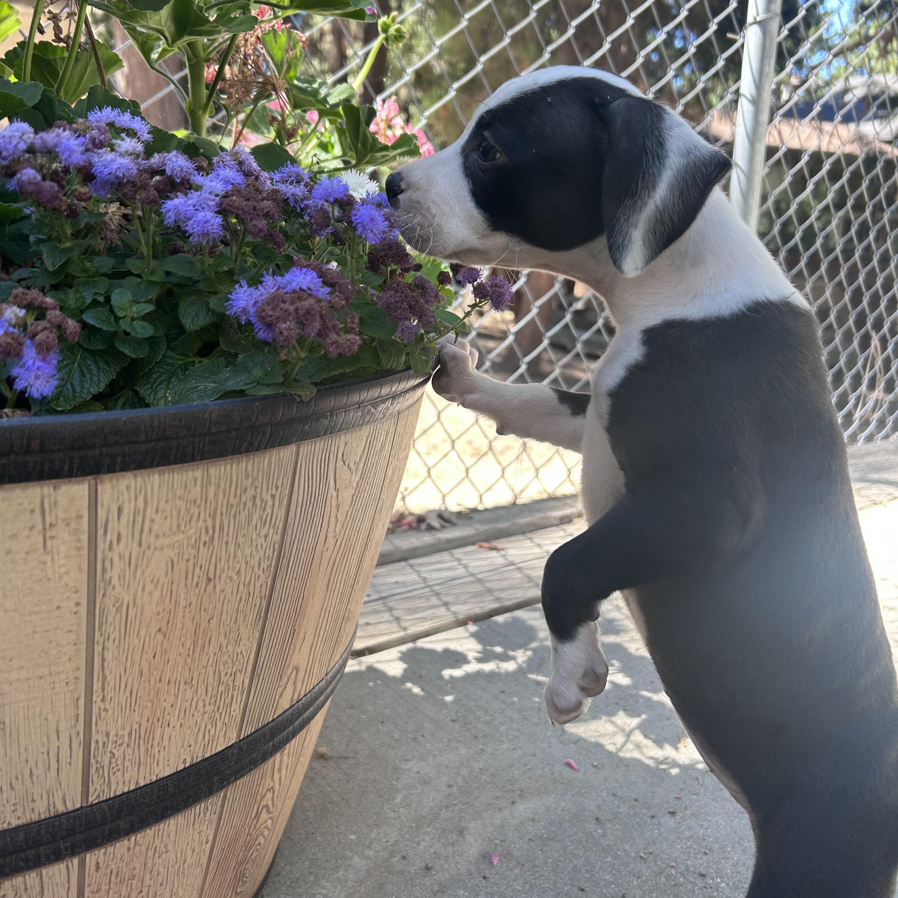 Enlarge Talula, a Adopted Pit Bull Terrier in Seal Beach, CA image 4/5