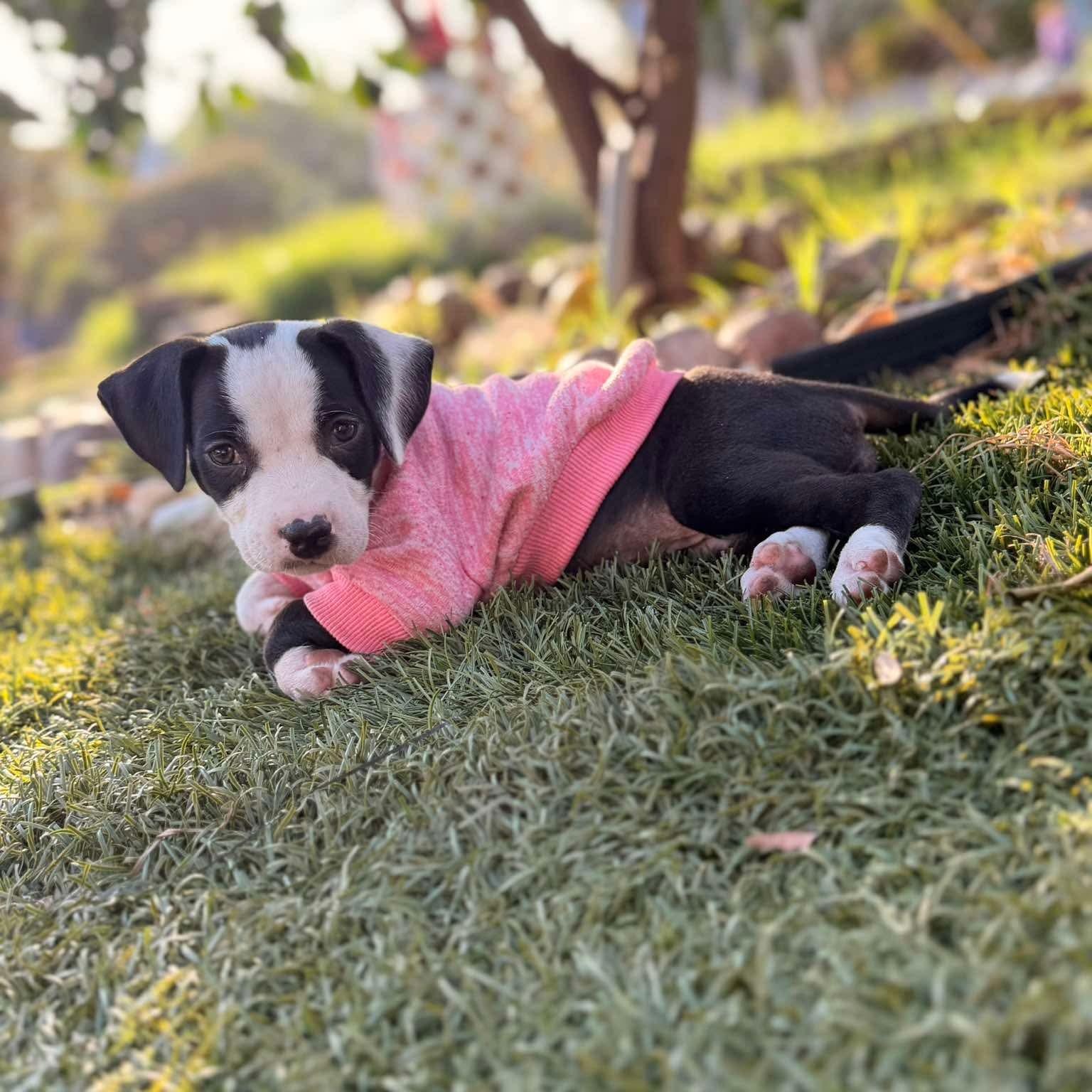 Talula, Adopted, Puppy Female Pit Bull Terrier.