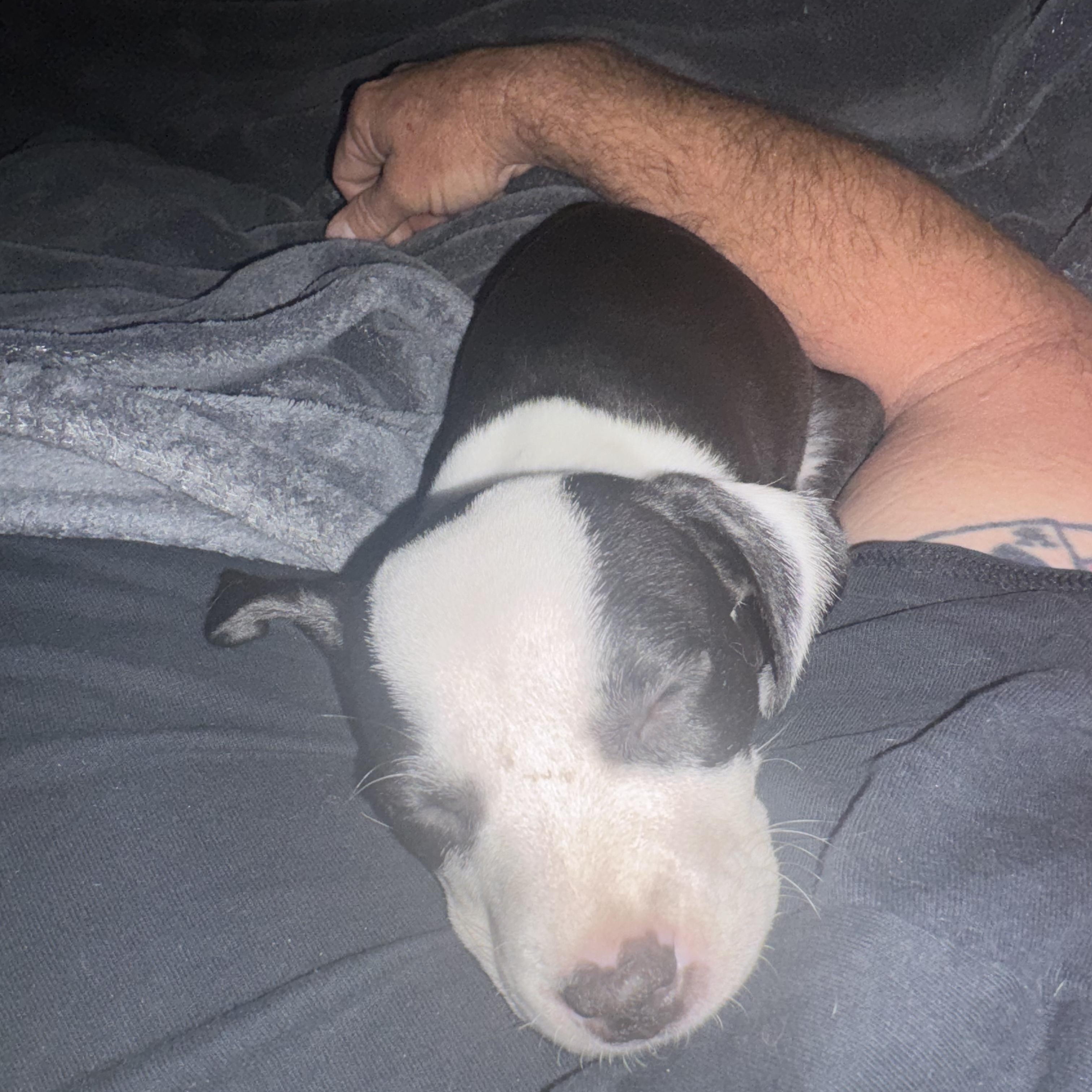 Enlarge Talula, a Adopted Pit Bull Terrier in Seal Beach, CA image 3/5