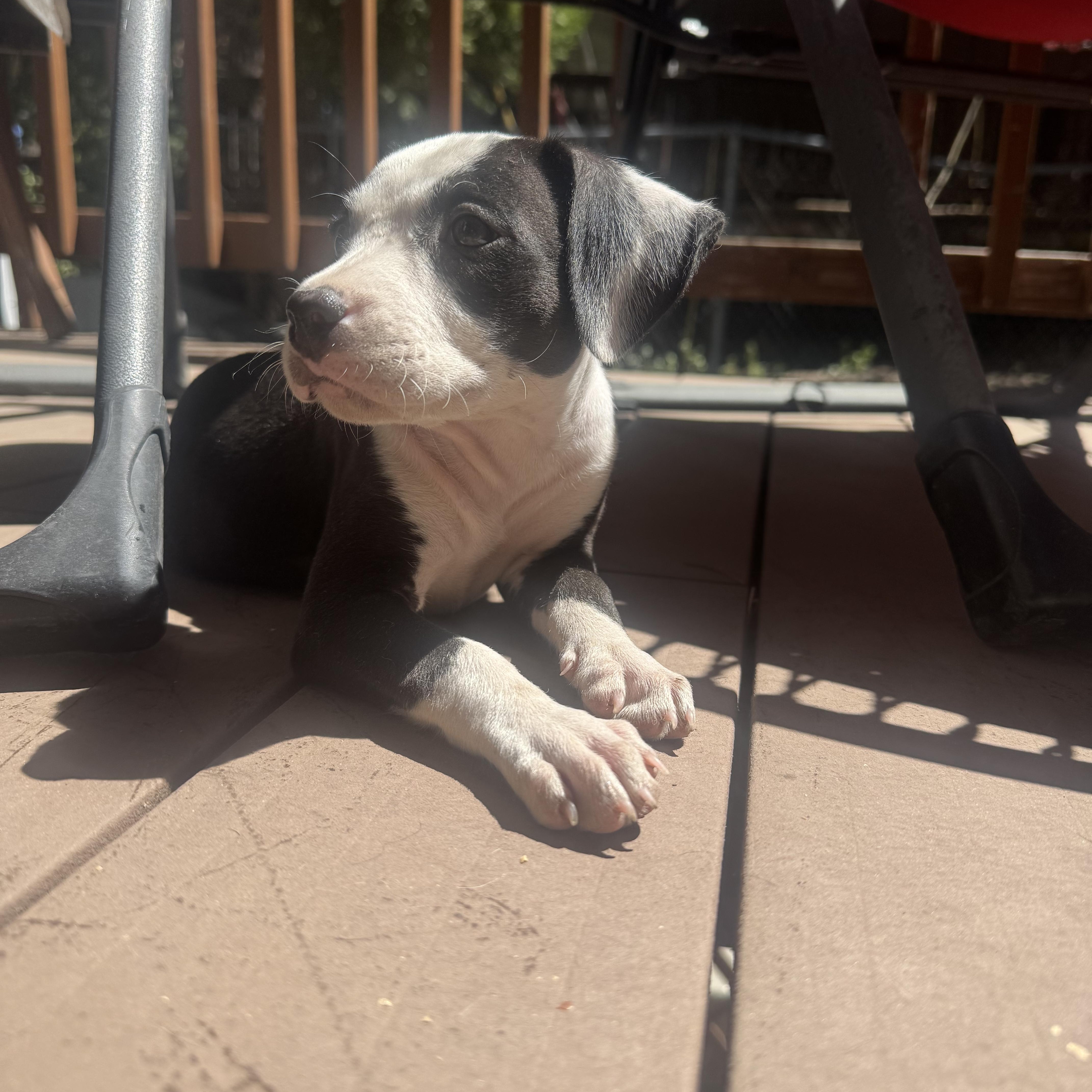 Enlarge Talula, a Adopted Pit Bull Terrier in Seal Beach, CA image 5/5