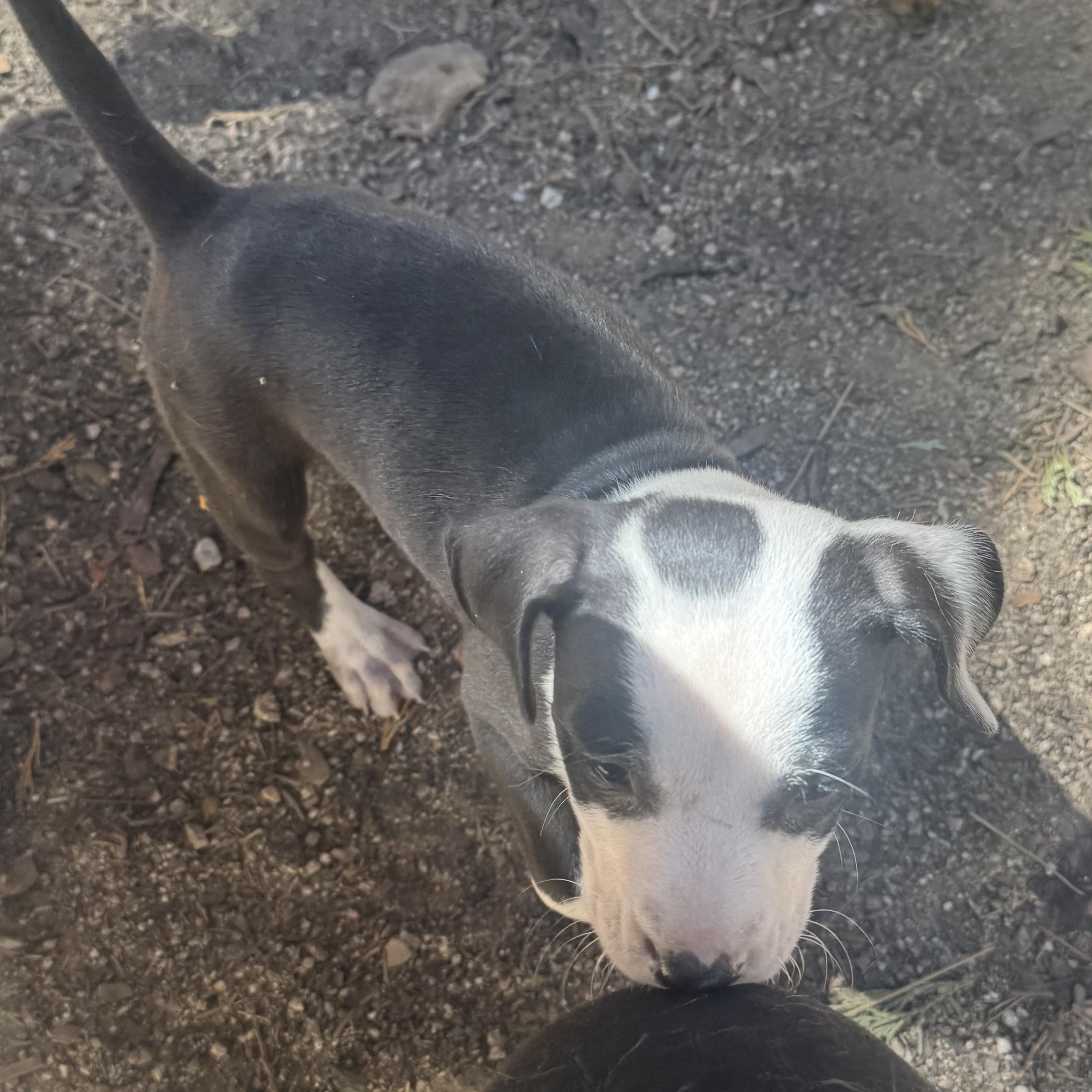 Enlarge Talula, a Adopted Pit Bull Terrier in Seal Beach, CA image 2/5