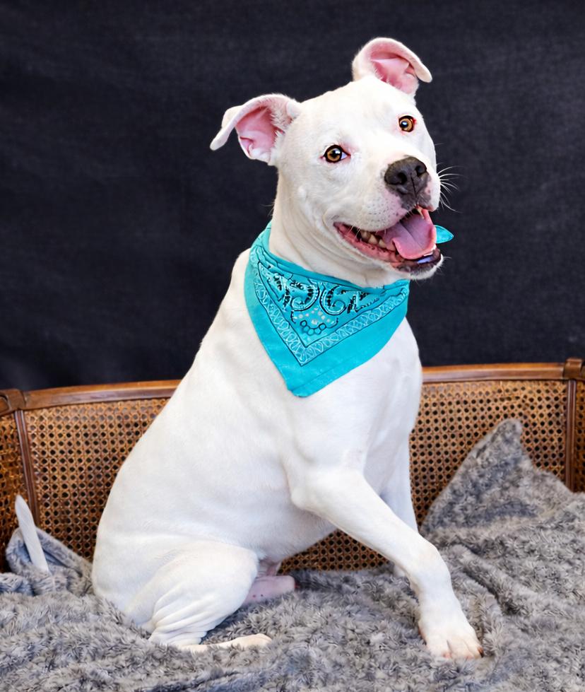 Enlarge Finn, a ADOPTABLE mixed breed in Cheboygan, MI image 1/6