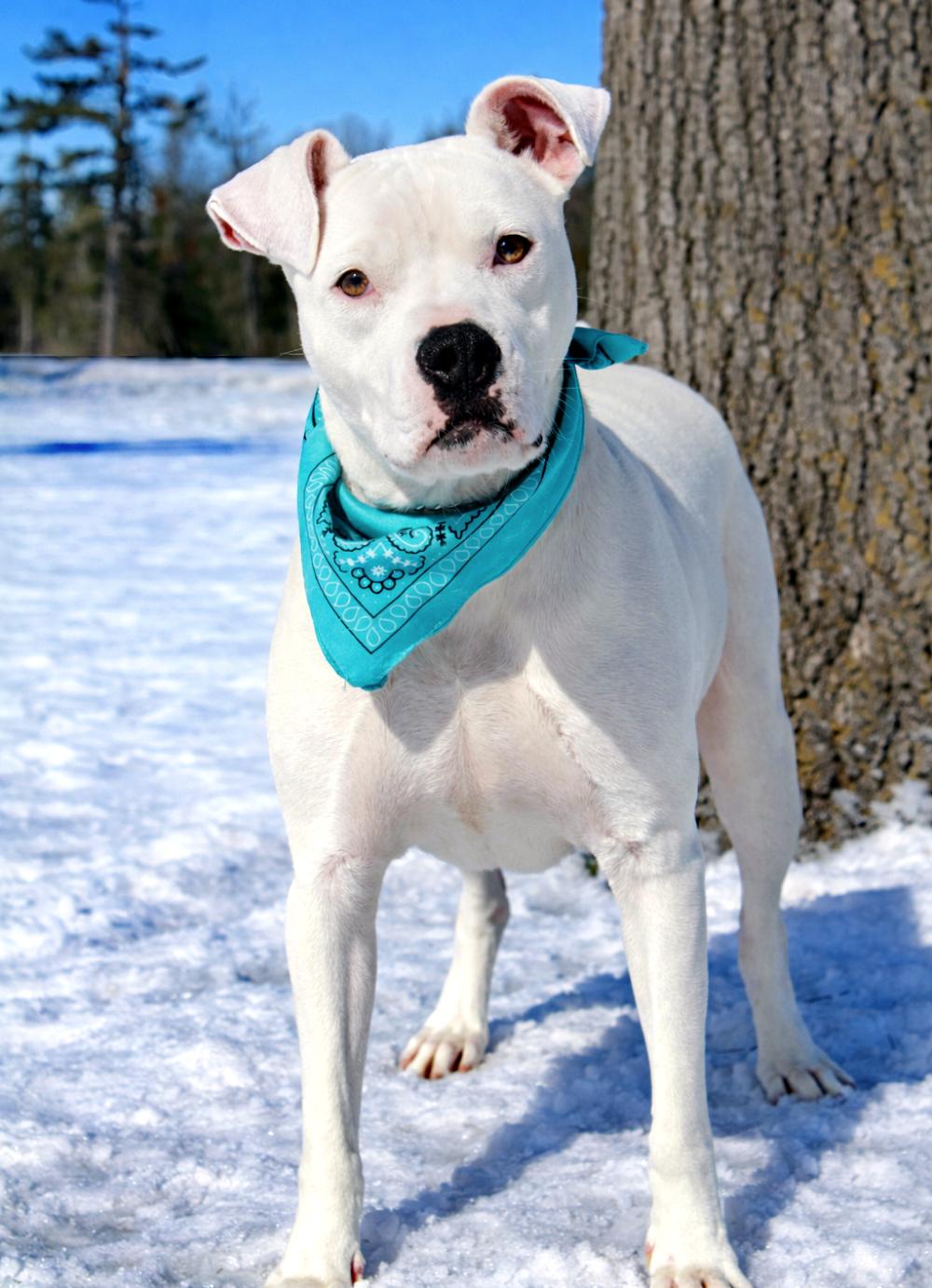 Enlarge Finn, a ADOPTABLE mixed breed in Cheboygan, MI image 5/6