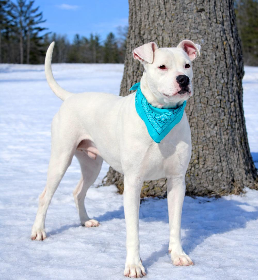 Enlarge Finn, a ADOPTABLE mixed breed in Cheboygan, MI image 6/6