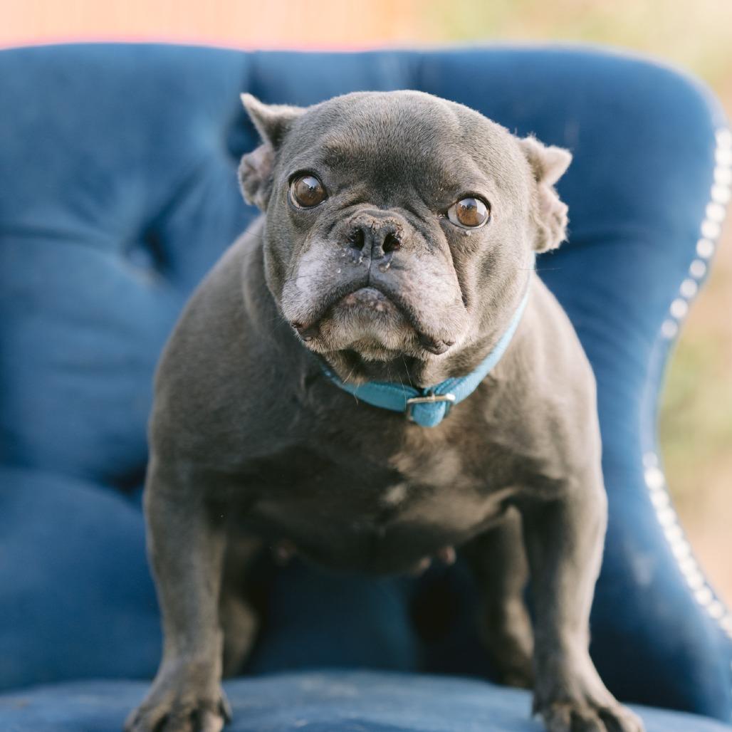 Enlarge Breezy Blue, a Adoptable French Bulldog in Zionsville, IN image 1/1