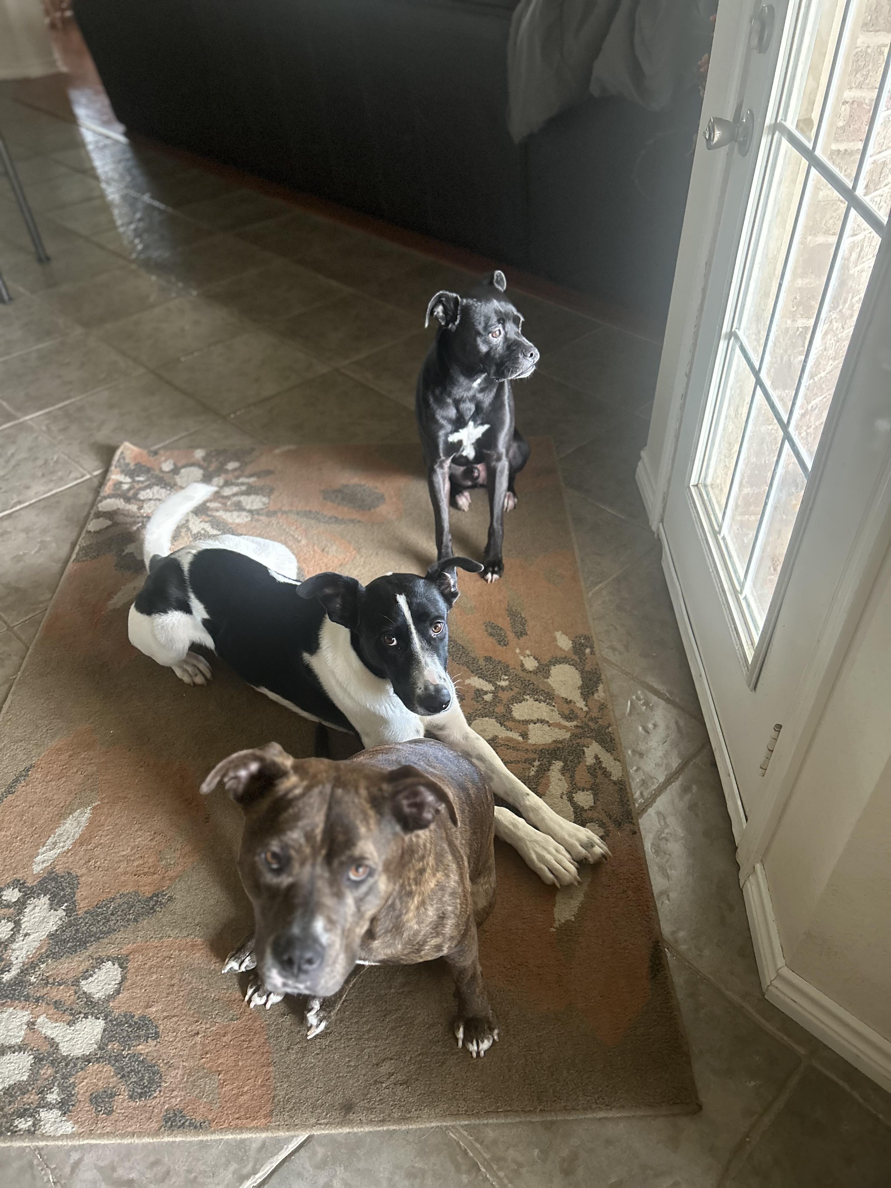 Lulu, Adoptable, Adult Female Border Collie & McNab.