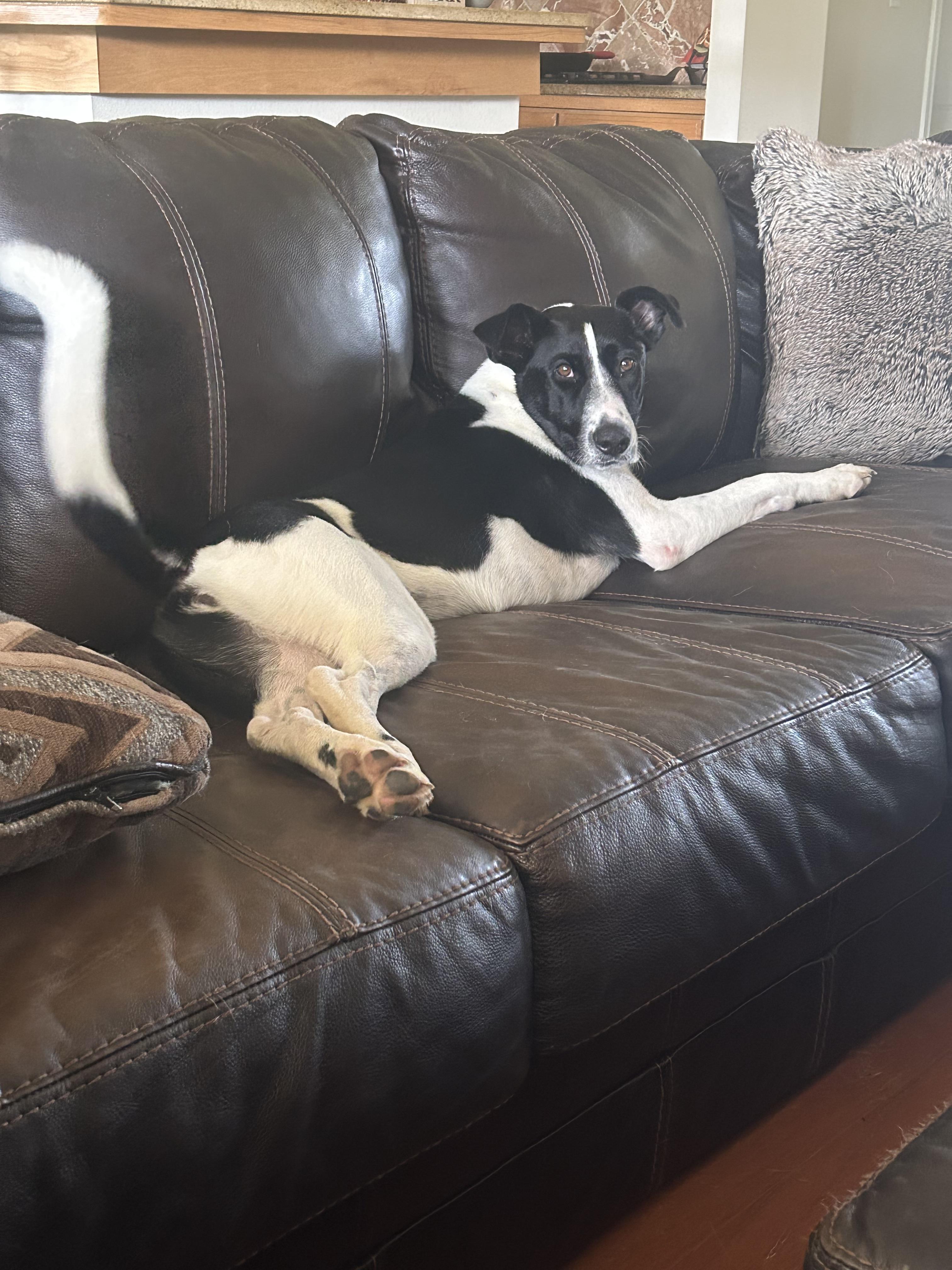 Enlarge Lulu, a Adoptable mixed breed in Cross Roads, TX image 2/6