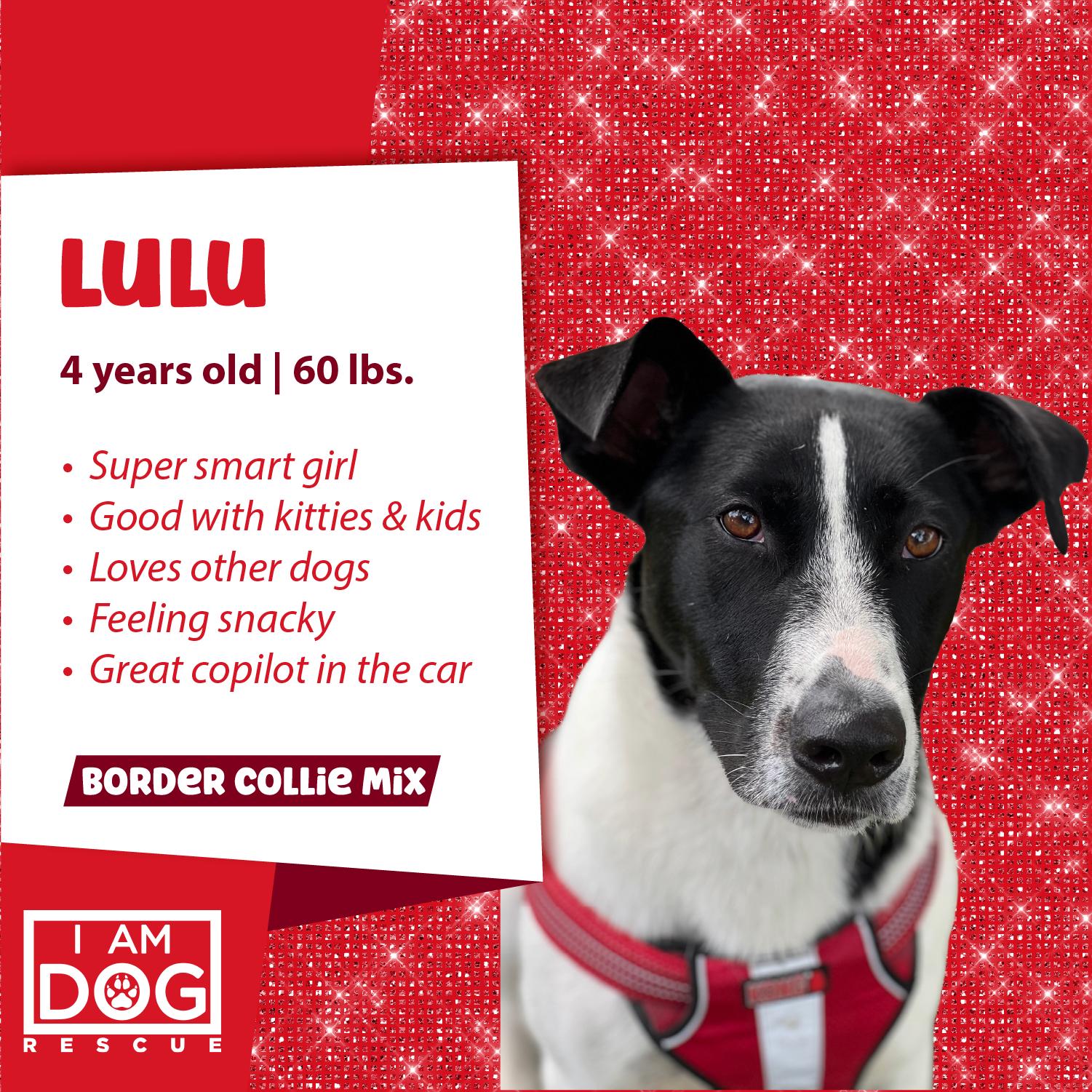 Enlarge Lulu, a Adoptable mixed breed in Cross Roads, TX image 3/6