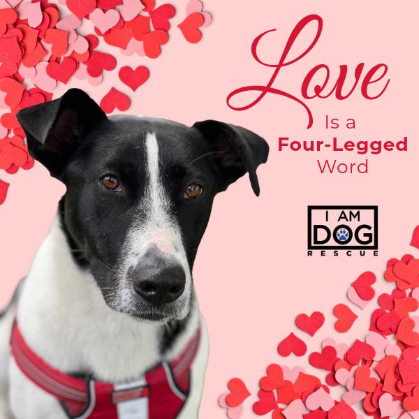 Enlarge Lulu, an adoptable mixed breed in Cross Roads, TX image 1/6