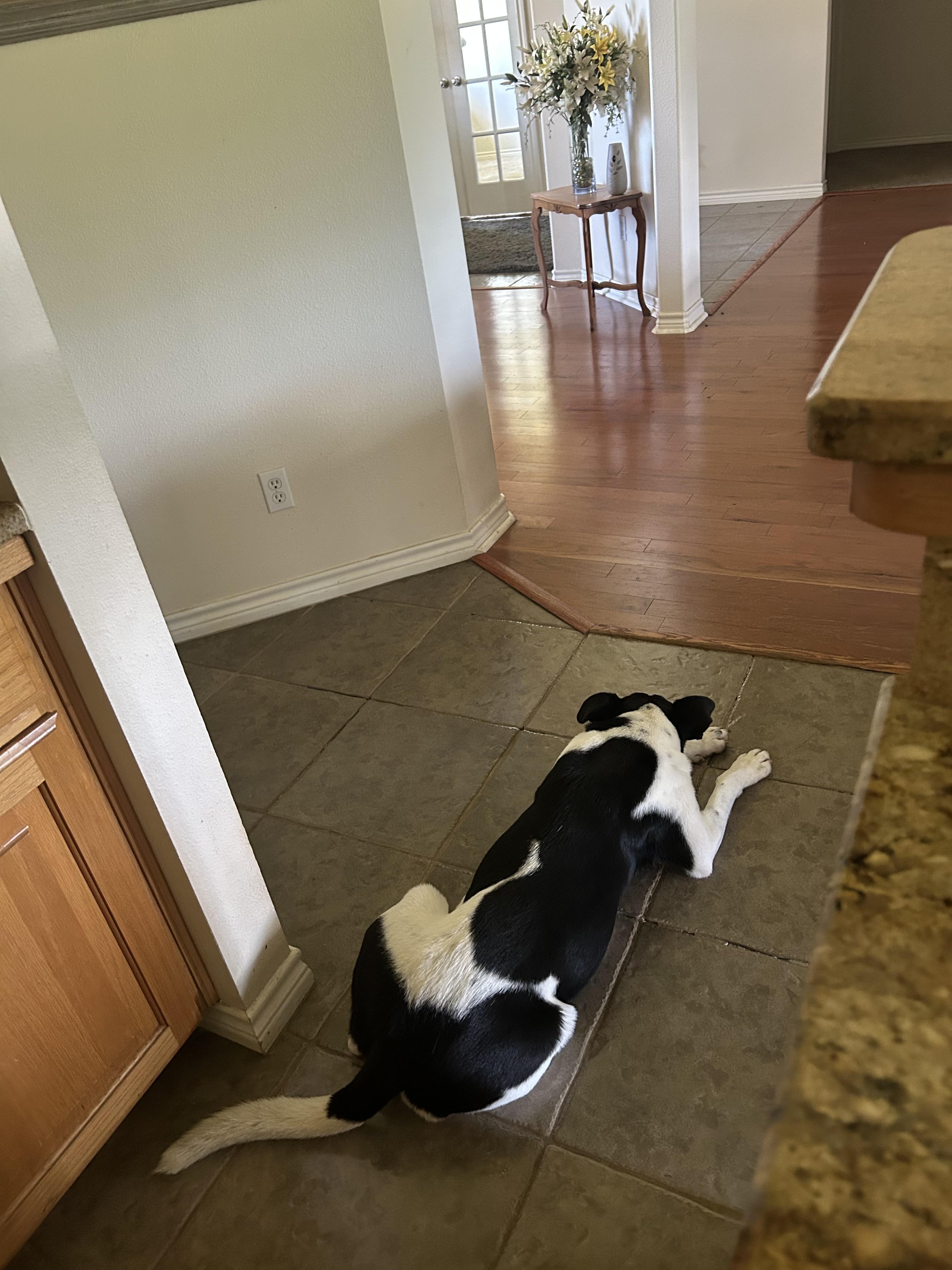 Enlarge Lulu, a Adoptable mixed breed in Cross Roads, TX image 4/6