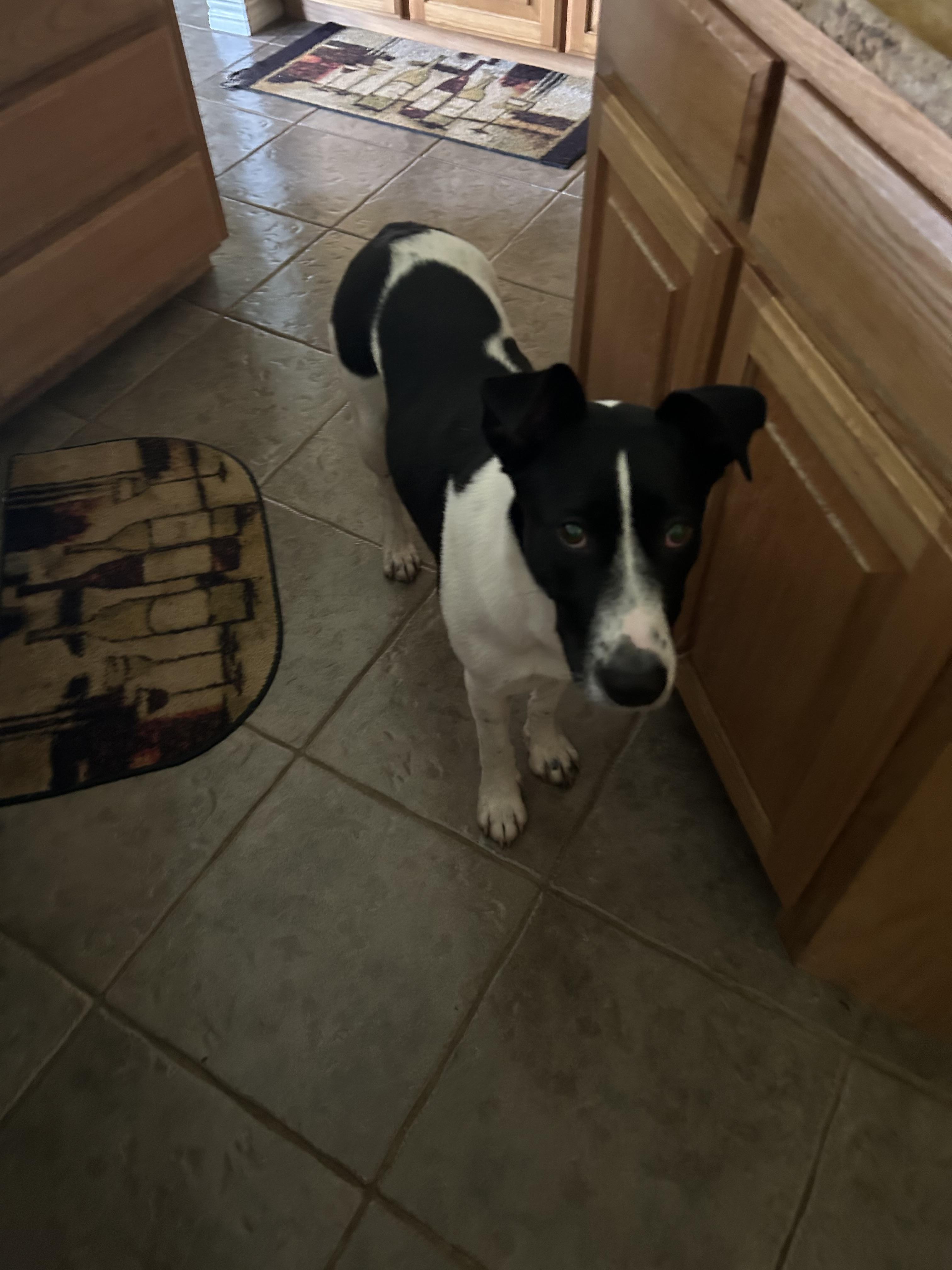 Enlarge Lulu, a Adoptable mixed breed in Cross Roads, TX image 5/6