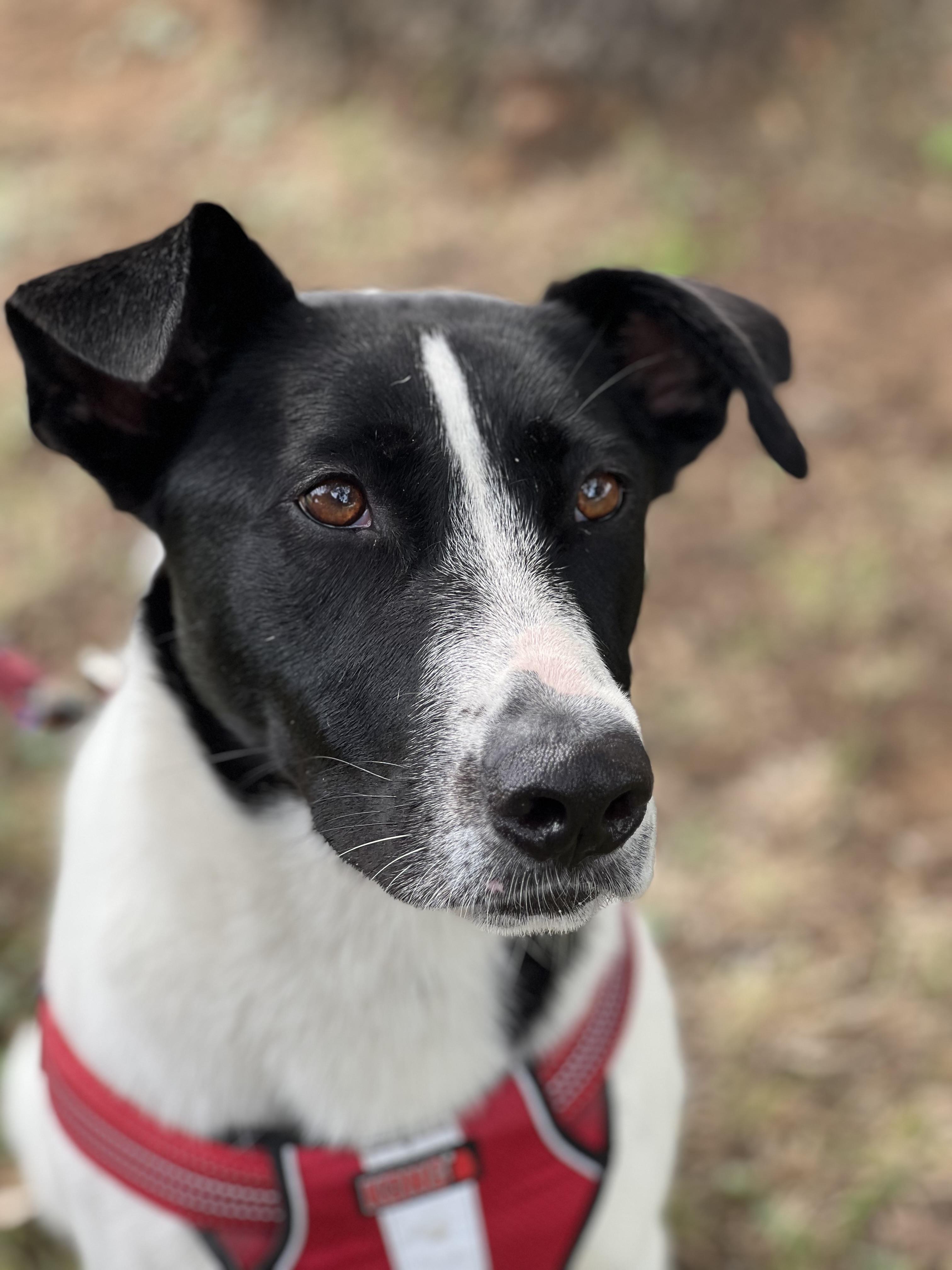 Enlarge Lulu, a Adoptable mixed breed in Cross Roads, TX image 6/6