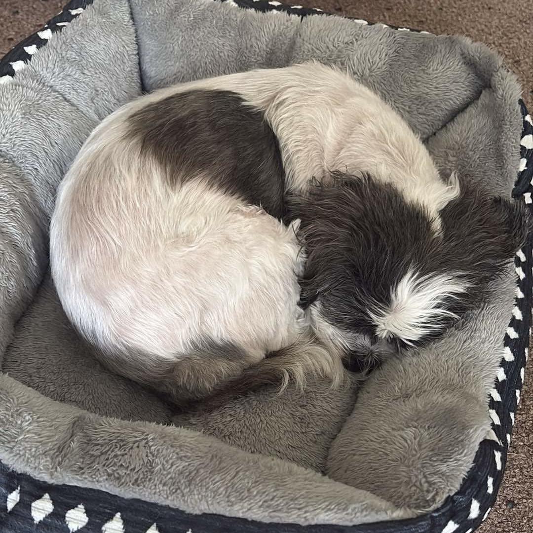 Enlarge Daisy, a Adoptable mixed breed in Manchester, CT image 4/6