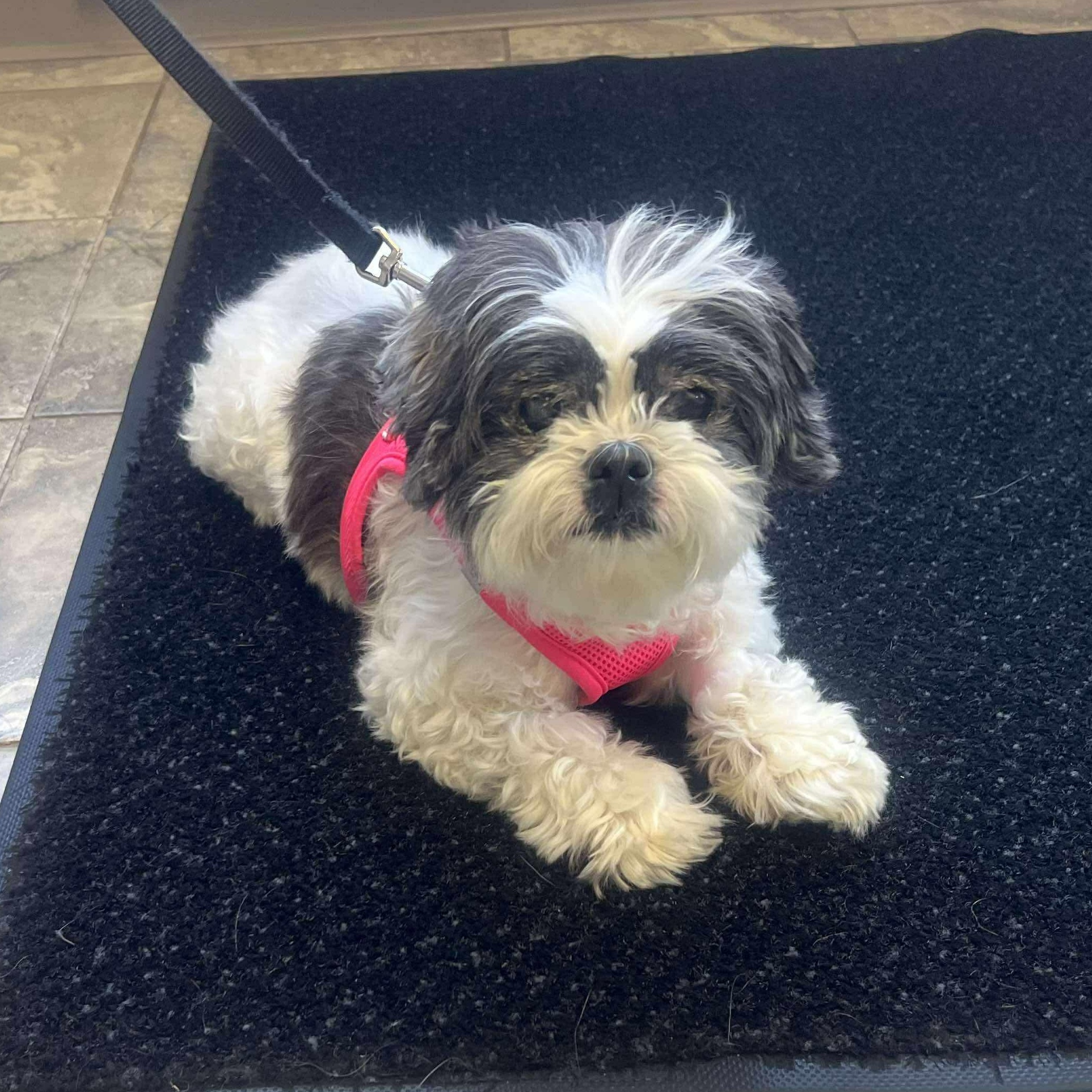 Enlarge Daisy, a Adoptable mixed breed in Manchester, CT image 1/6