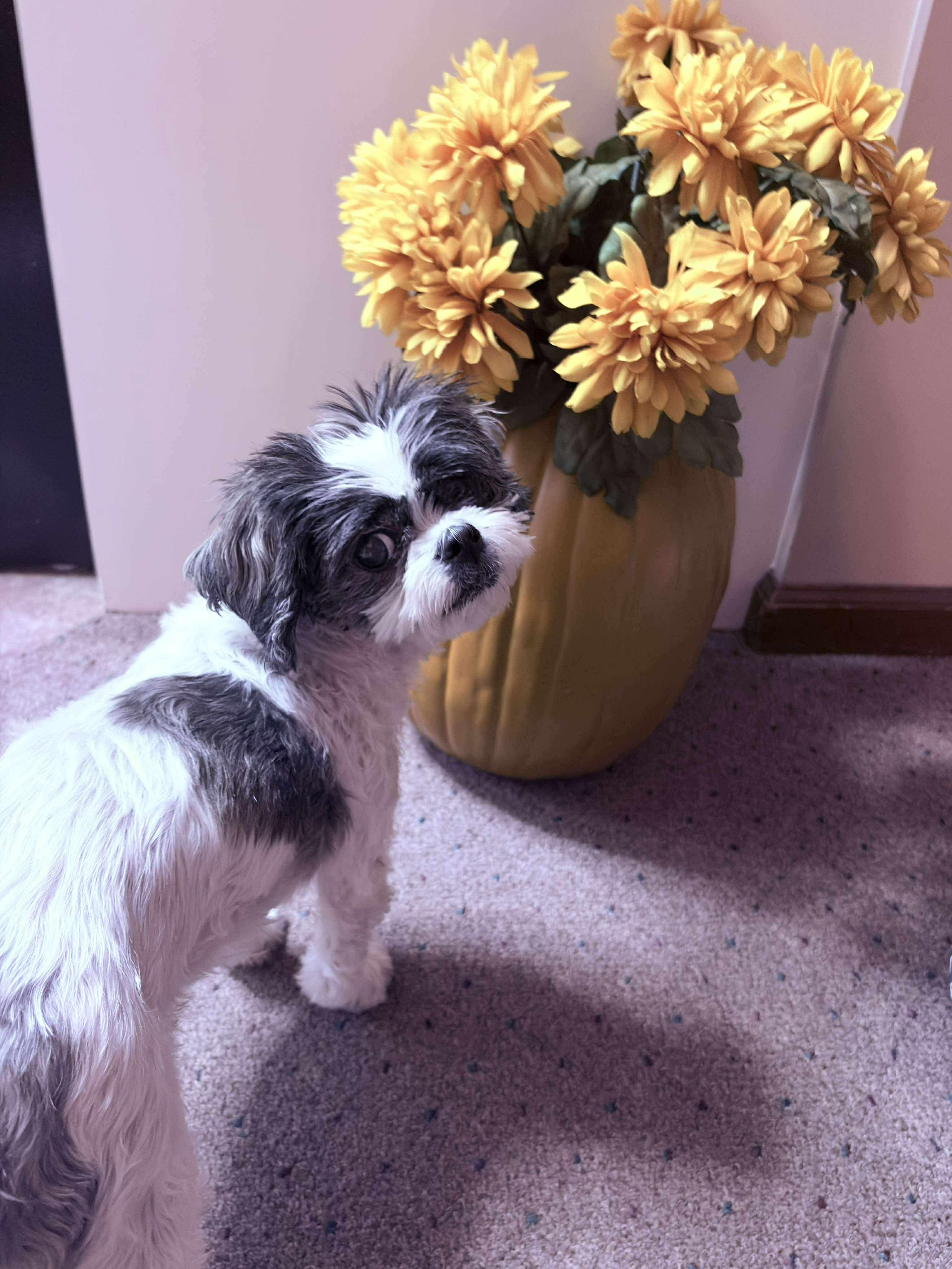 Enlarge Daisy, a Adoptable mixed breed in Manchester, CT image 3/6