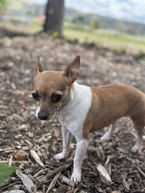 KIKI, Adoptable, Adult Female Chihuahua.