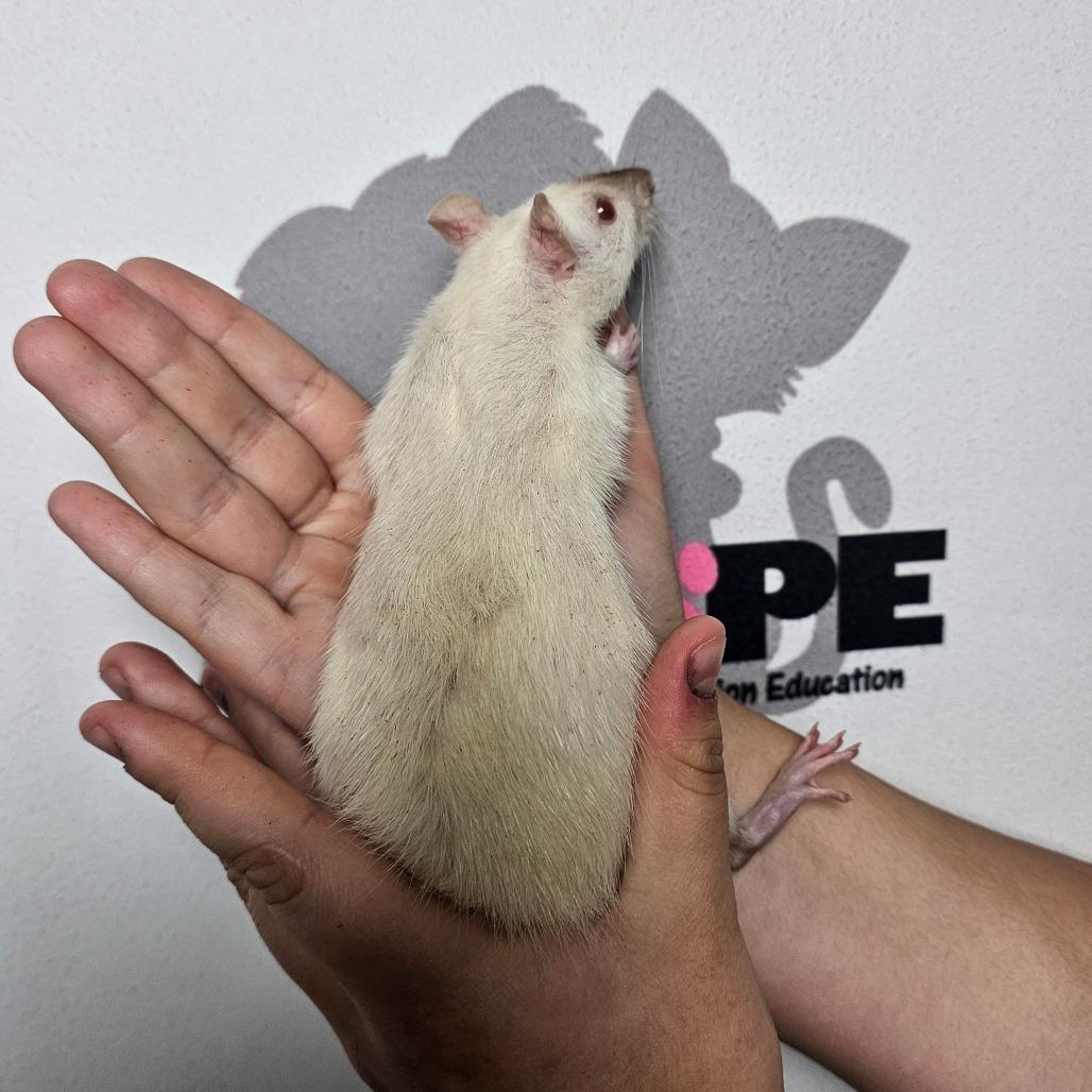 Fizz, Adoptable, Baby Male Rat.
