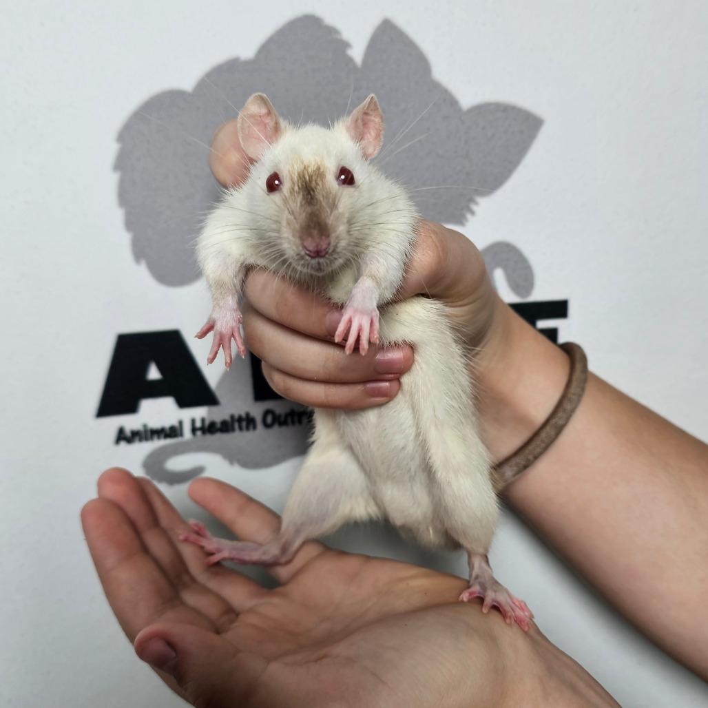 Enlarge Fizz, a Adoptable Rat in Milton, FL image 2/5