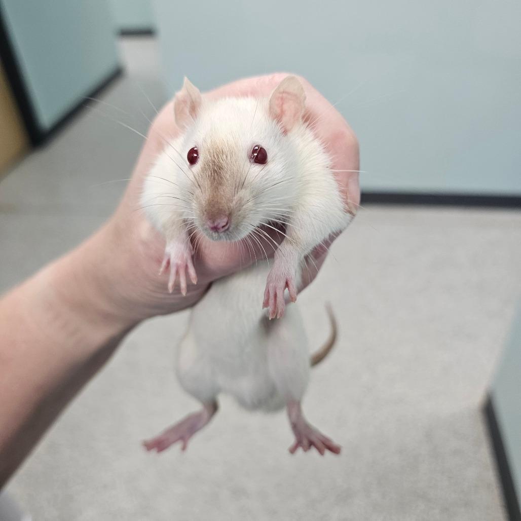 Enlarge Fizz, a Adoptable Rat in Milton, FL image 3/5
