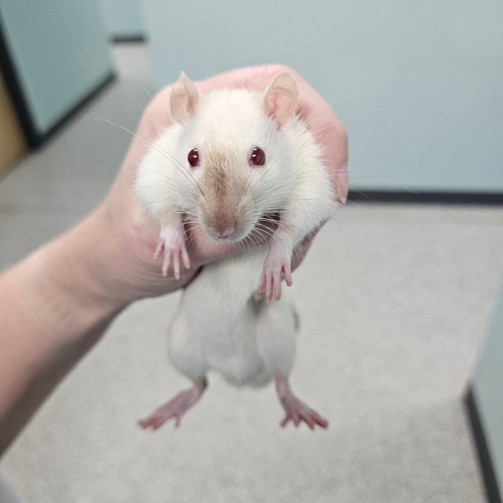 Enlarge Fizz, a Adoptable Rat in Milton, FL image 4/5