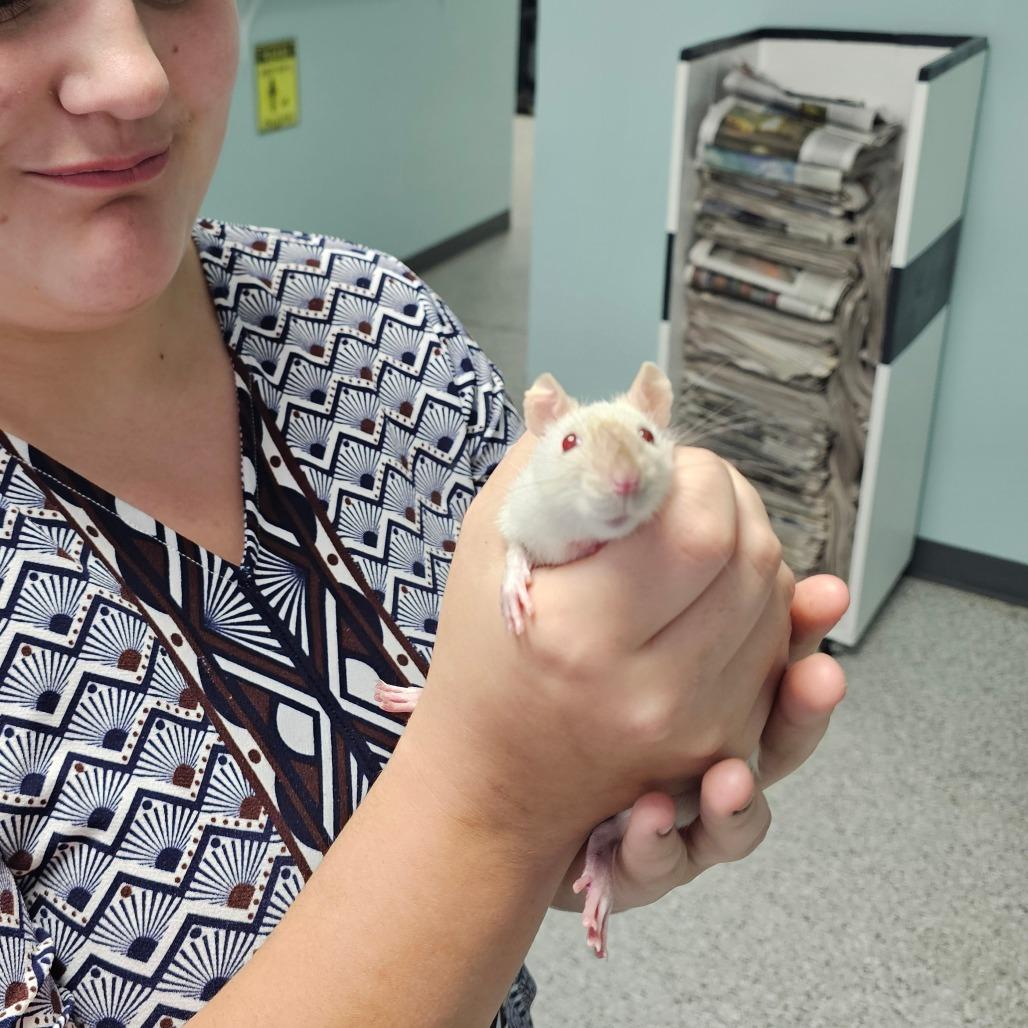 Enlarge Fizz, a Adoptable Rat in Milton, FL image 5/5