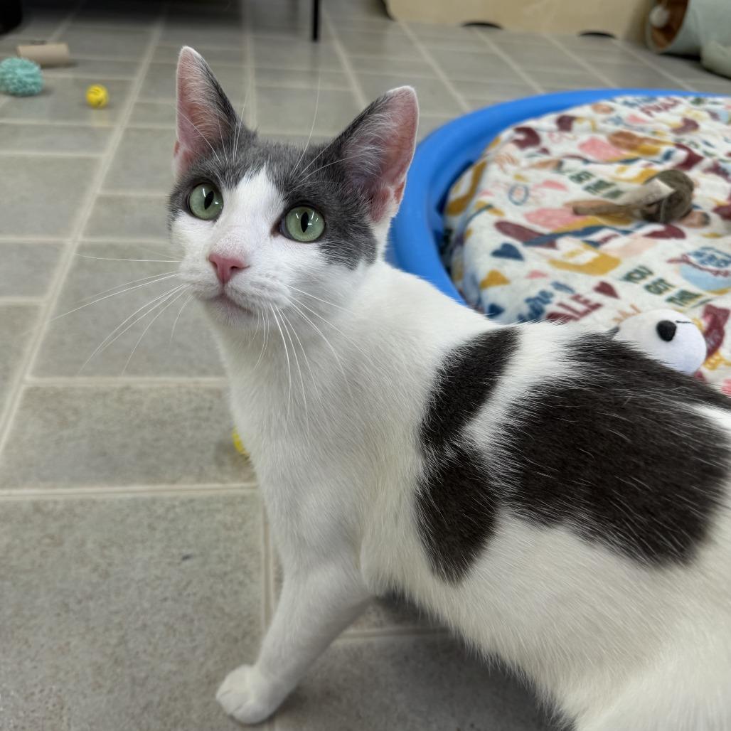 Sarong, Adoptable, Young Female Domestic Short Hair.