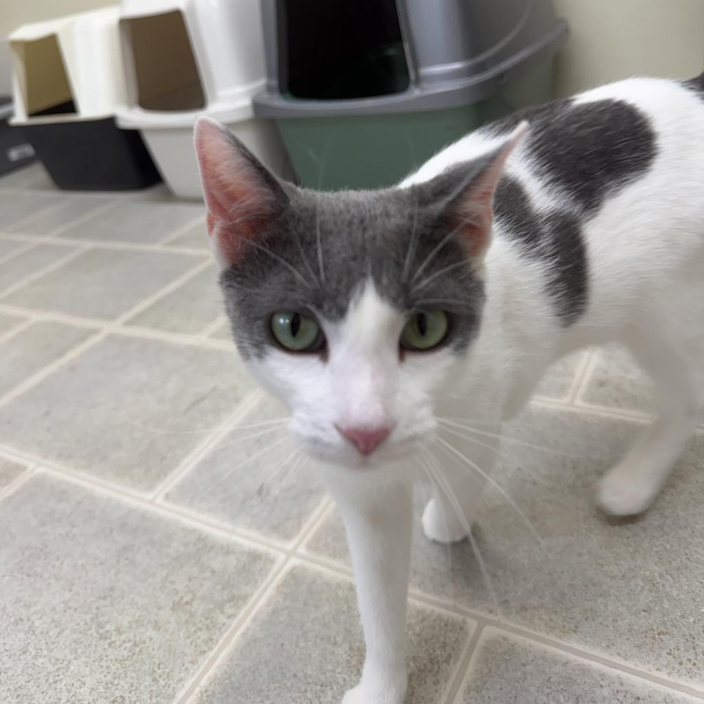 Enlarge Sarong, a Adoptable Domestic Short Hair in Pontiac, IL image 2/4