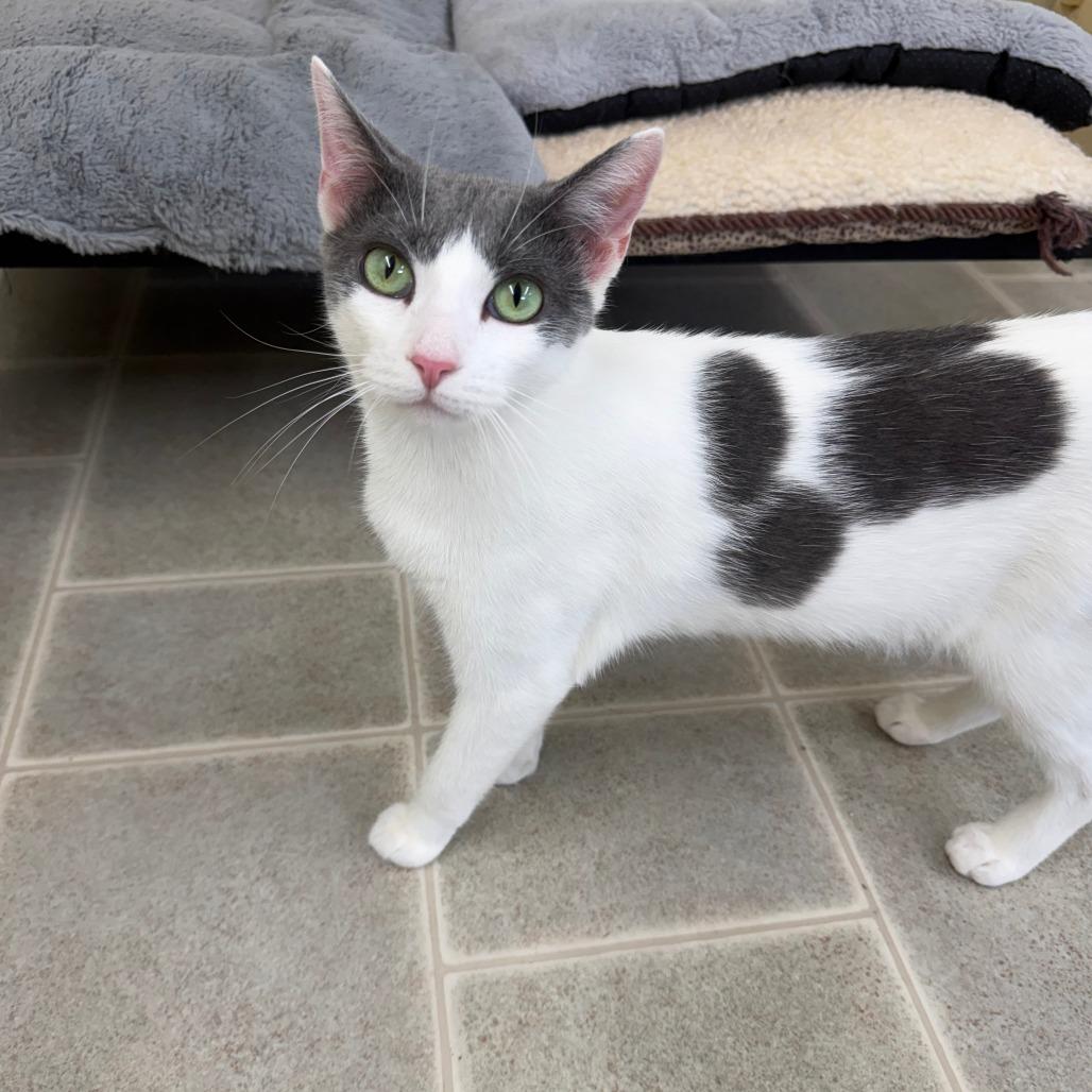 Enlarge Sarong, a Adoptable Domestic Short Hair in Pontiac, IL image 3/4