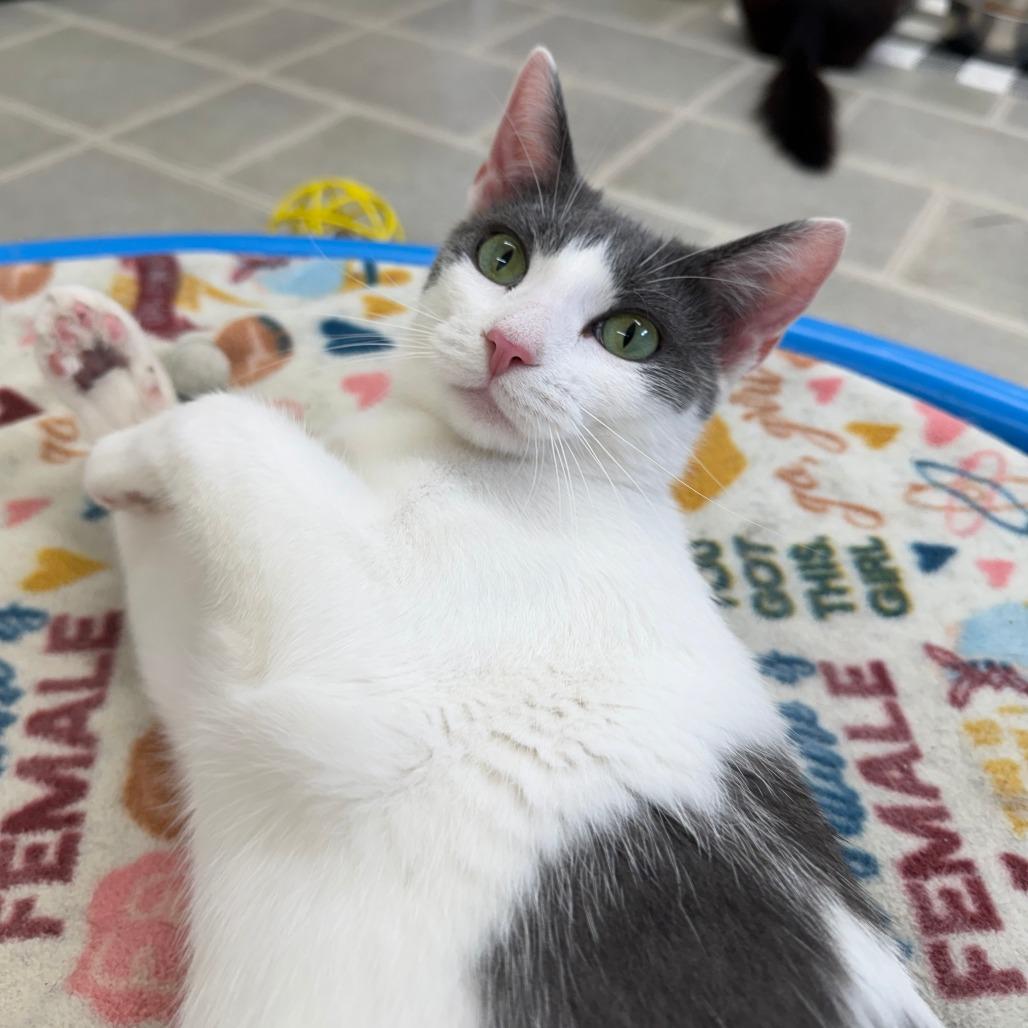 Enlarge Sarong, a Adoptable Domestic Short Hair in Pontiac, IL image 4/4