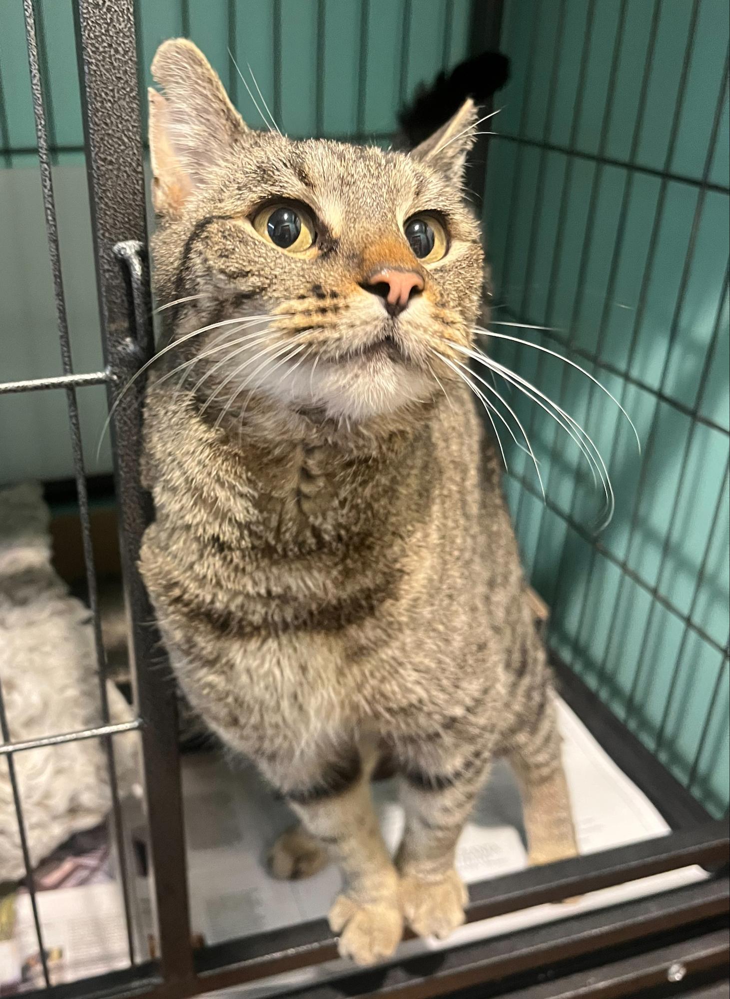Enlarge Sweetie, a Adoptable Tabby in Parkville, MO image 4/6