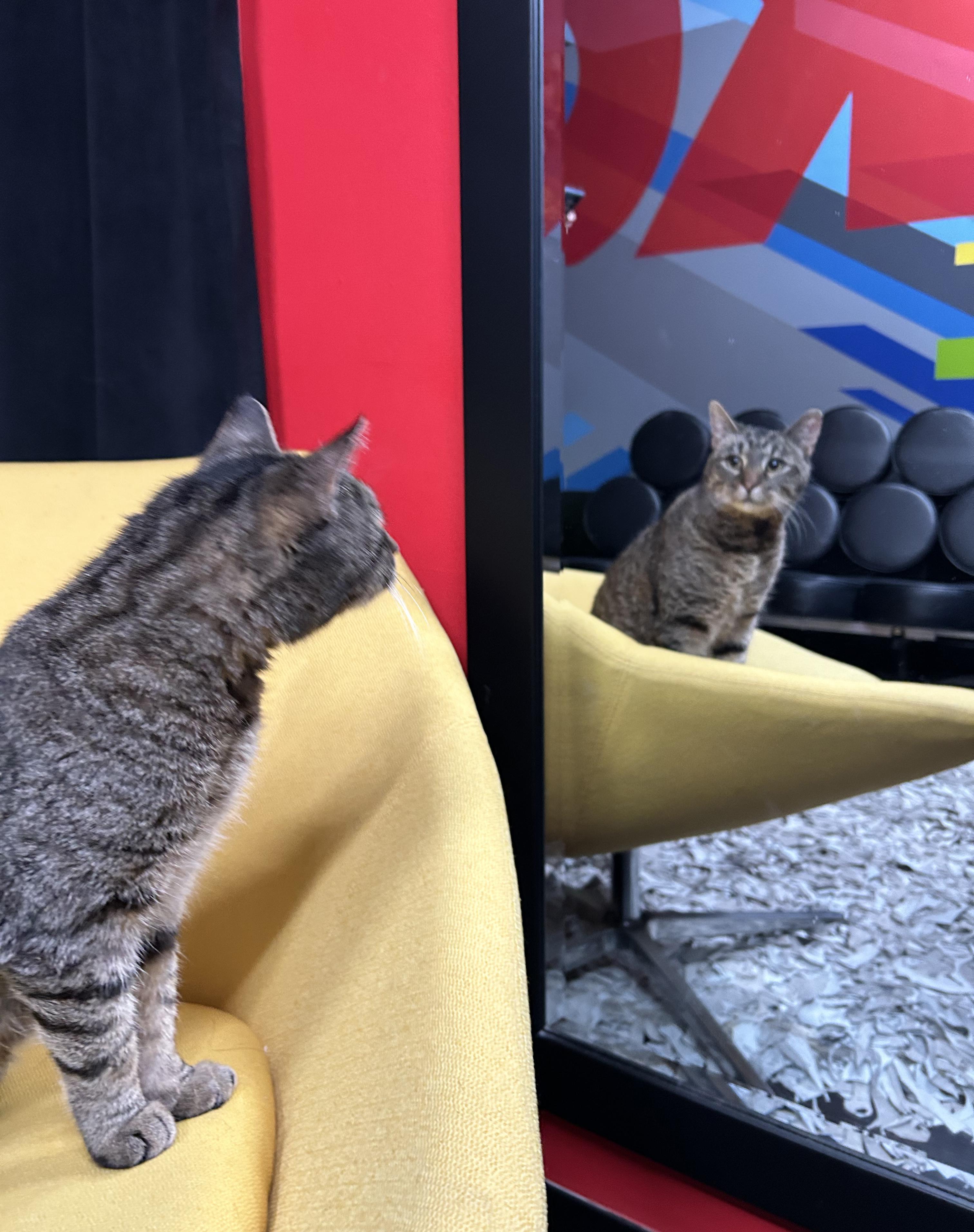 Enlarge Sweetie, a Adoptable Tabby in Parkville, MO image 3/6