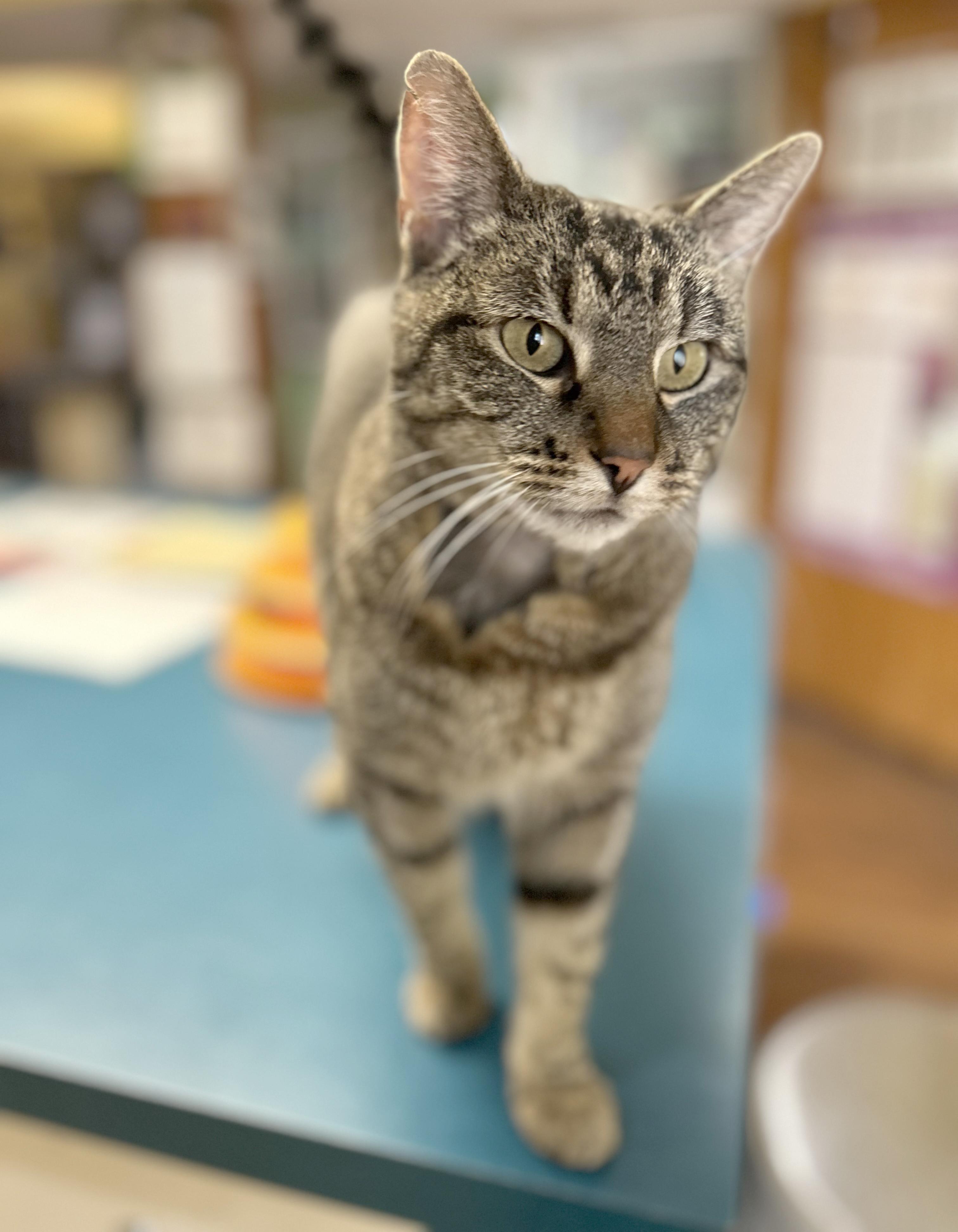 Enlarge Sweetie, a Adoptable Tabby in Parkville, MO image 5/6