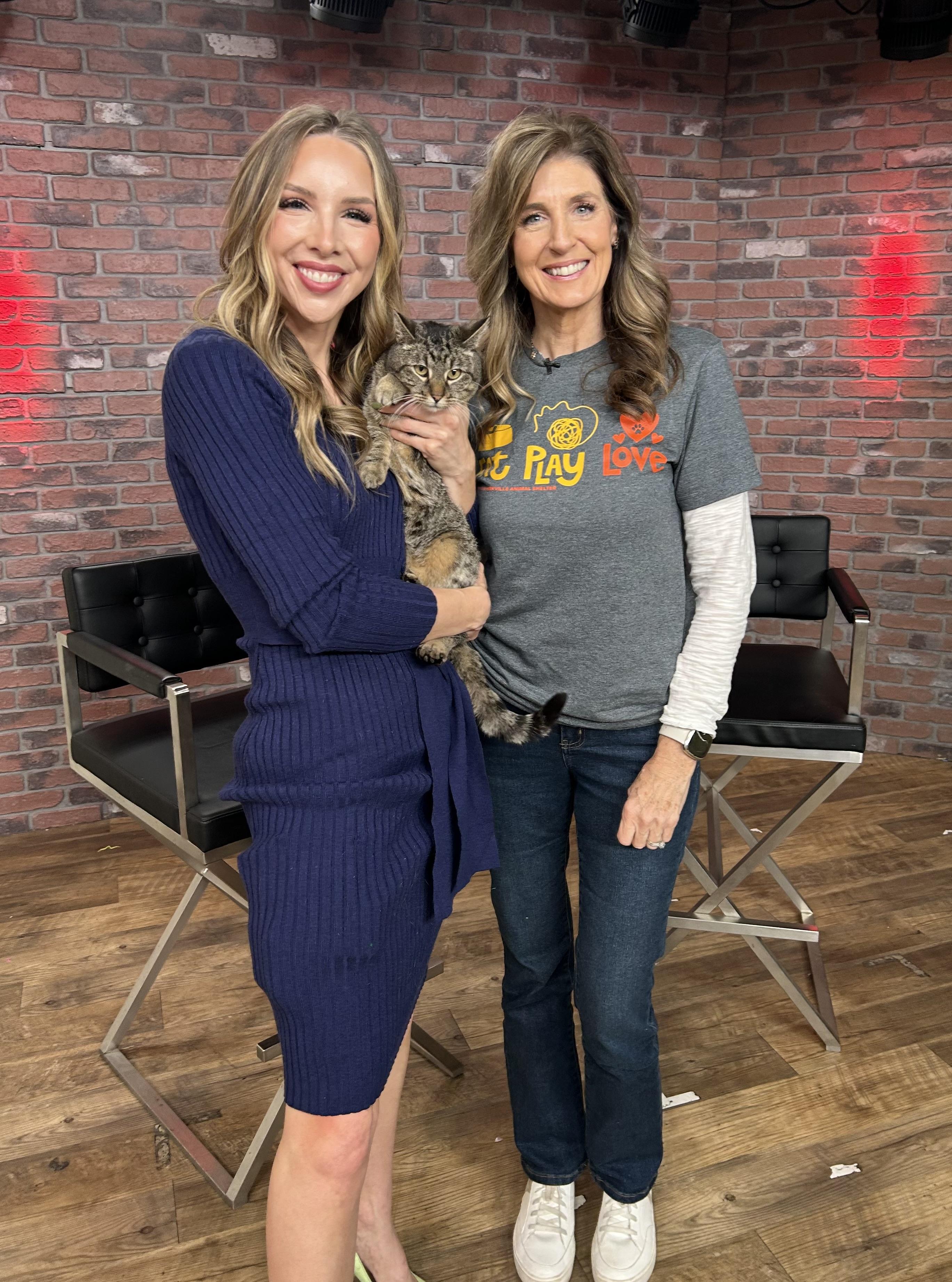 Enlarge Sweetie, a Adoptable Tabby in Parkville, MO image 2/6