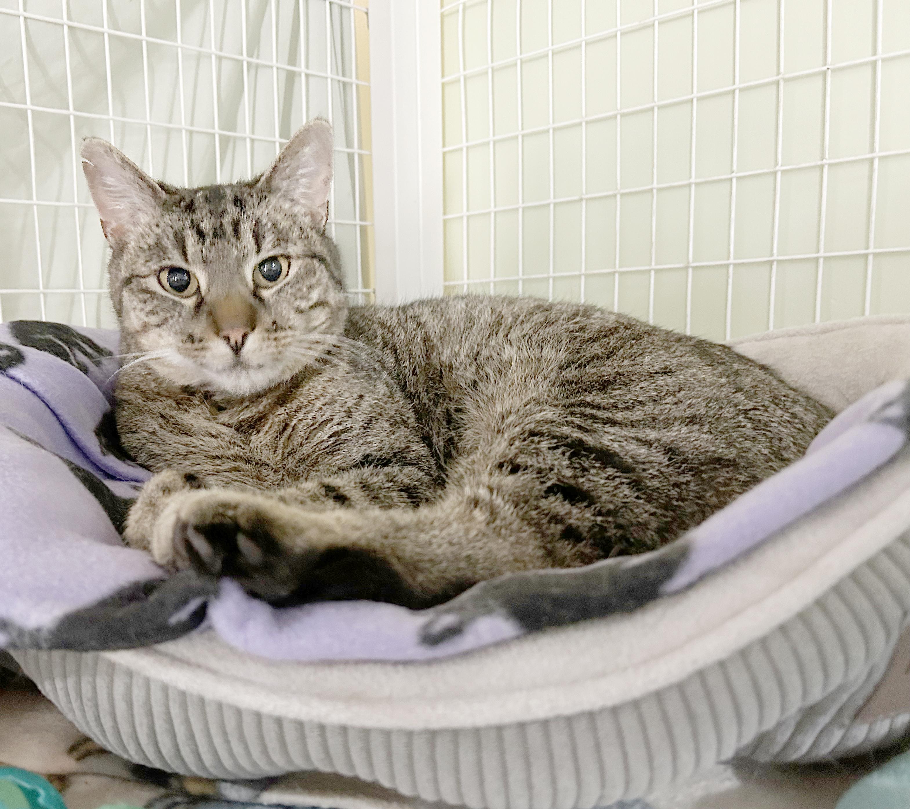 Enlarge Sweetie, a Adoptable Tabby in Parkville, MO image 6/6
