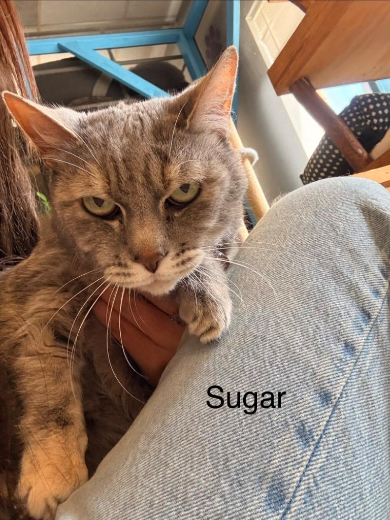 Enlarge Sugar, a Adoptable mixed breed in Heber City, UT image 1/1